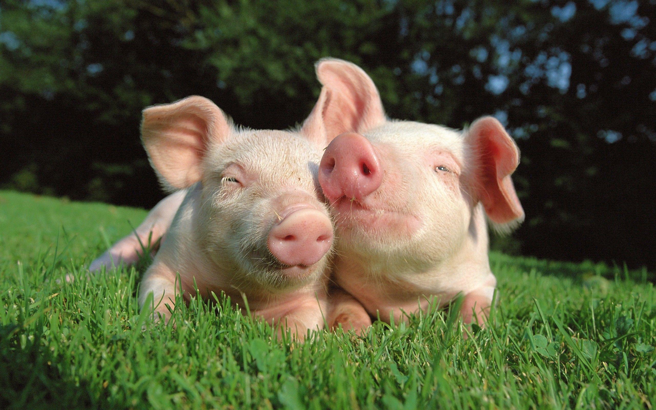 2560x1600 Caryl Sorin: Pig Wallpaper