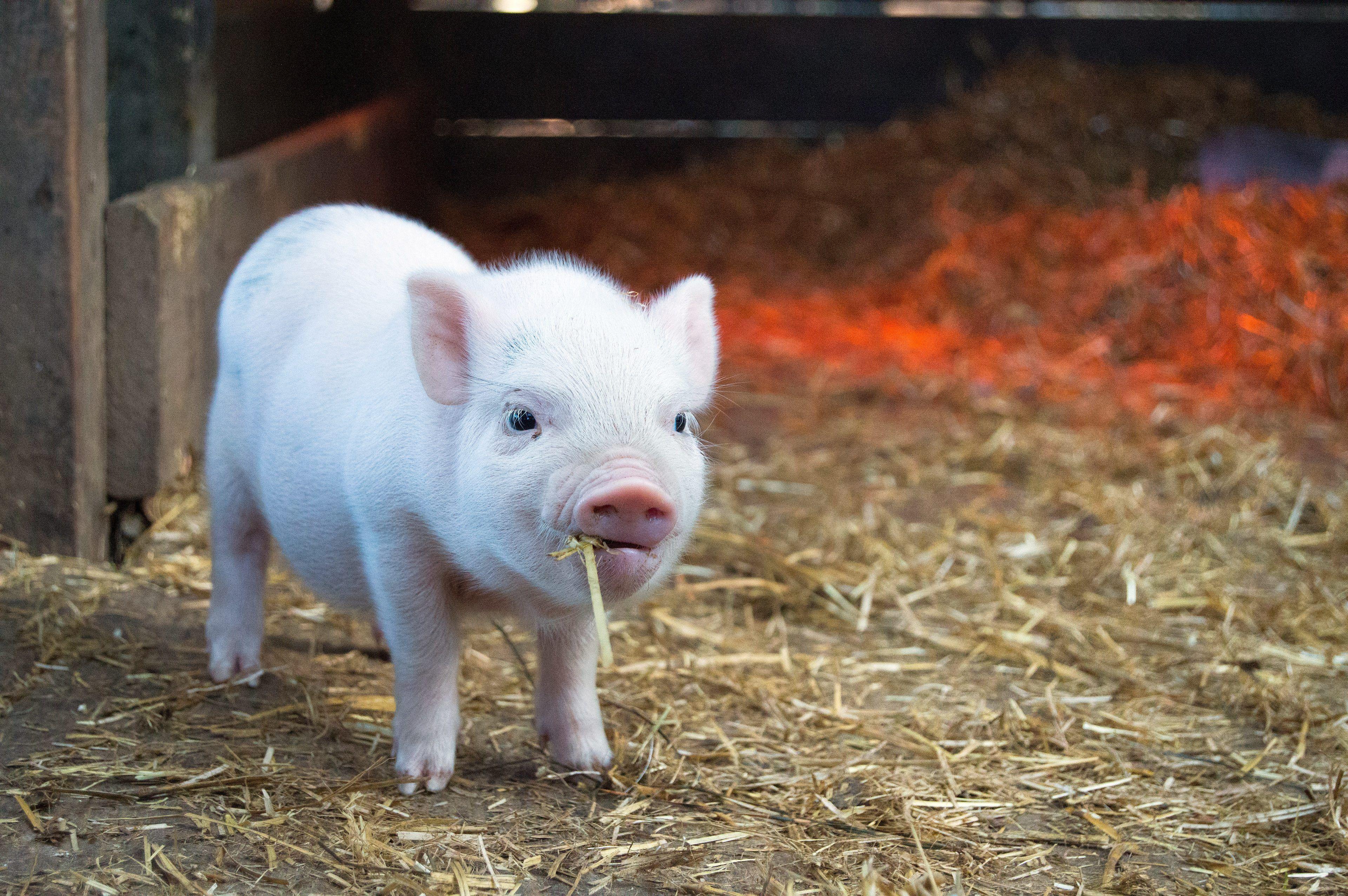 3840x2553 Cute White Baby Pig Wallpaper HD Wallpaper