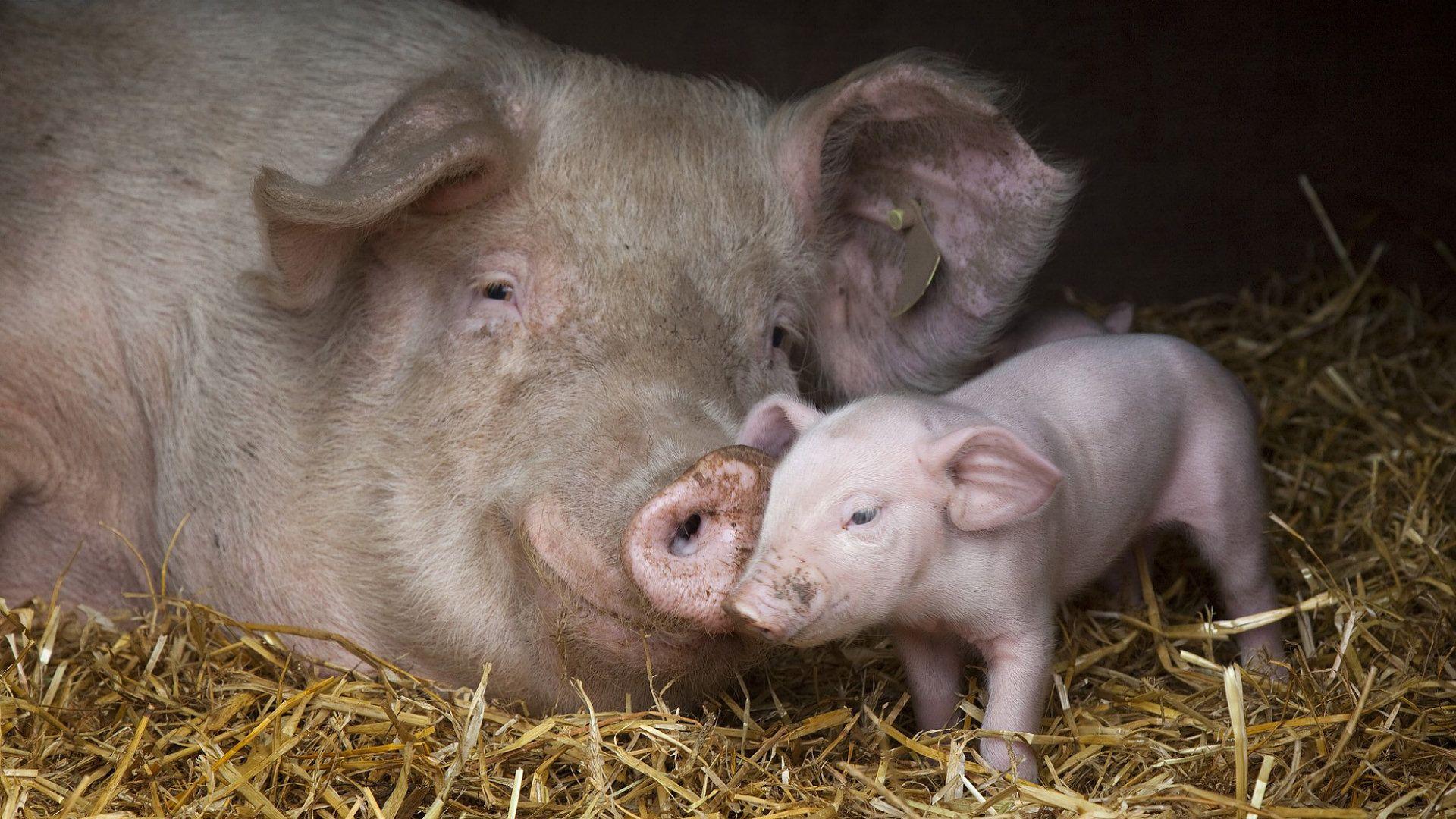 1920x1080 Pig Wallpaper. Cute Pig Wallpaper, Adorable Pig Wallpaper and Pig Wallpaper