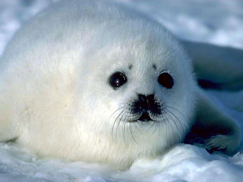 1024x768 Baby Seal Desktop Background. Beautiful Widescreen Desktop Wallpaper, Desktop Wallpaper and Naruto Desktop Background