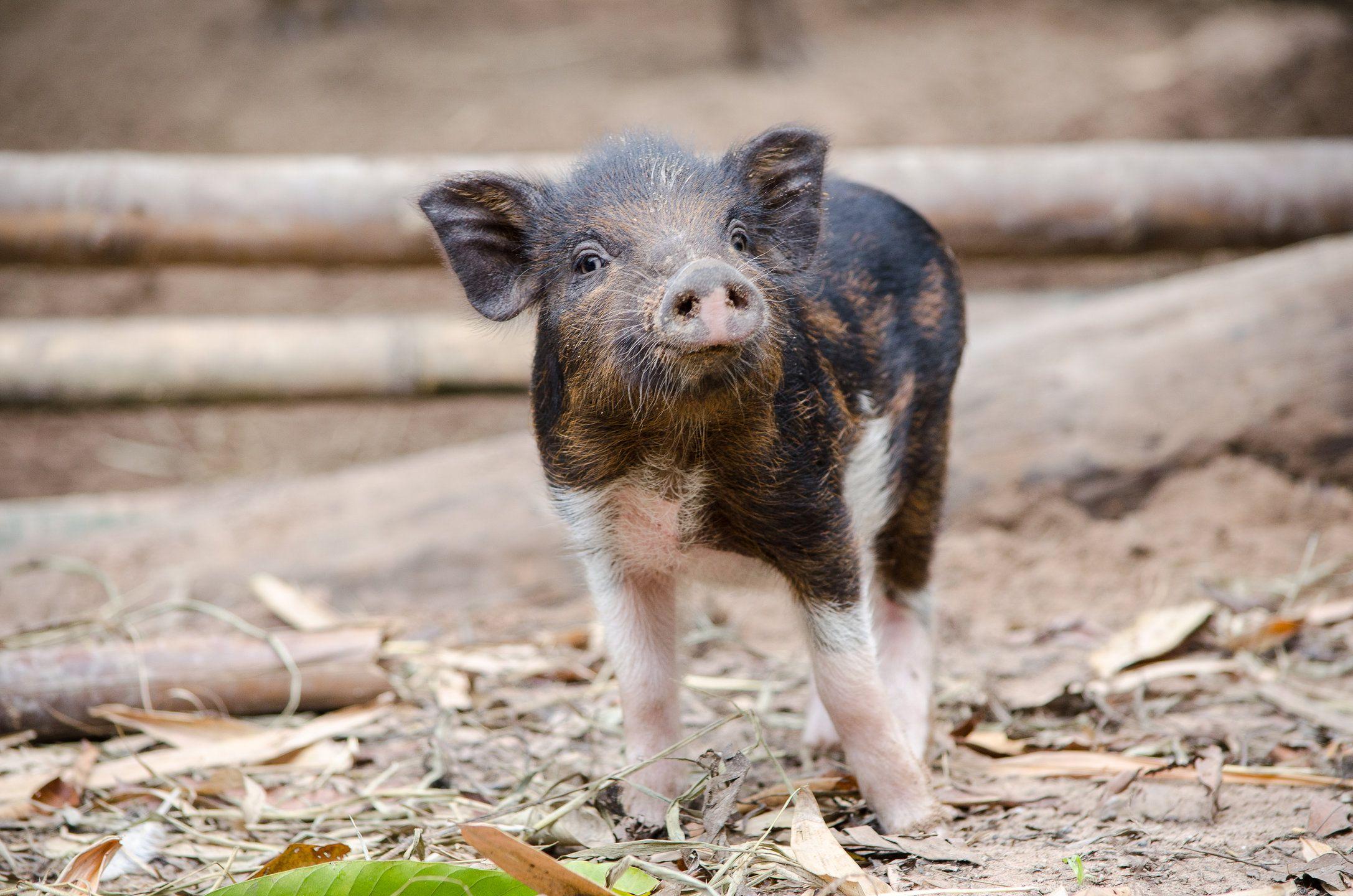 2174x1440 The Do's and Don'ts of Keeping a Baby Pig as a Pet