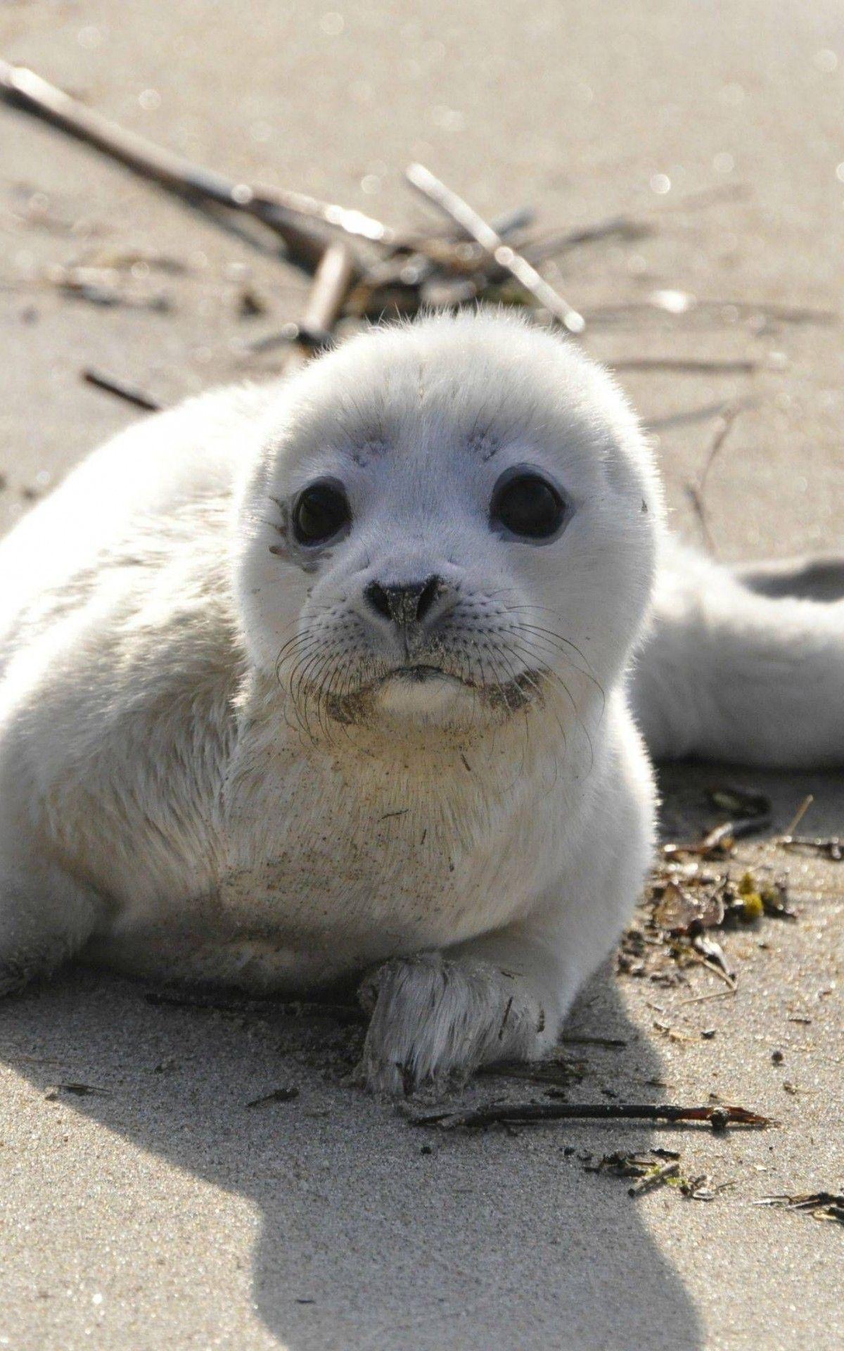 1200x1920 Download 1200x1920 Monk Seal, Cute, Beach Wallpaper for Asus Transformer, Asus Nexus Amazon Kindle Fire HD 8.9