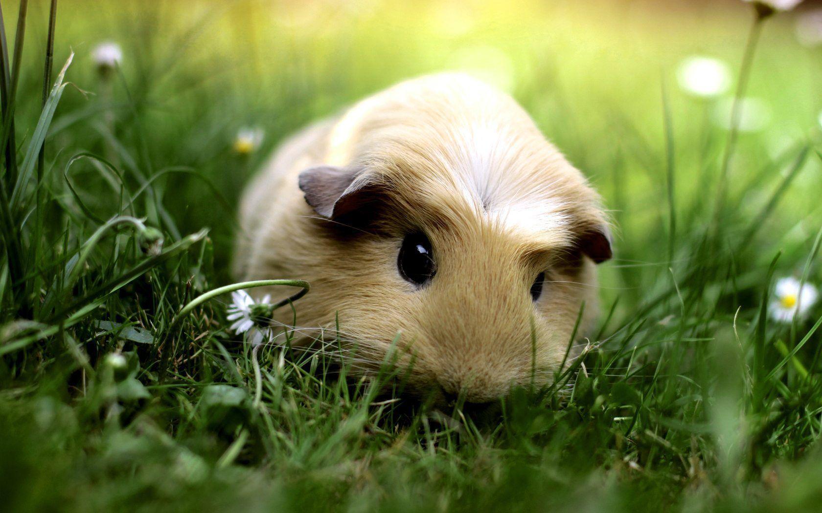 1680x1050 Anime Baby Pig .