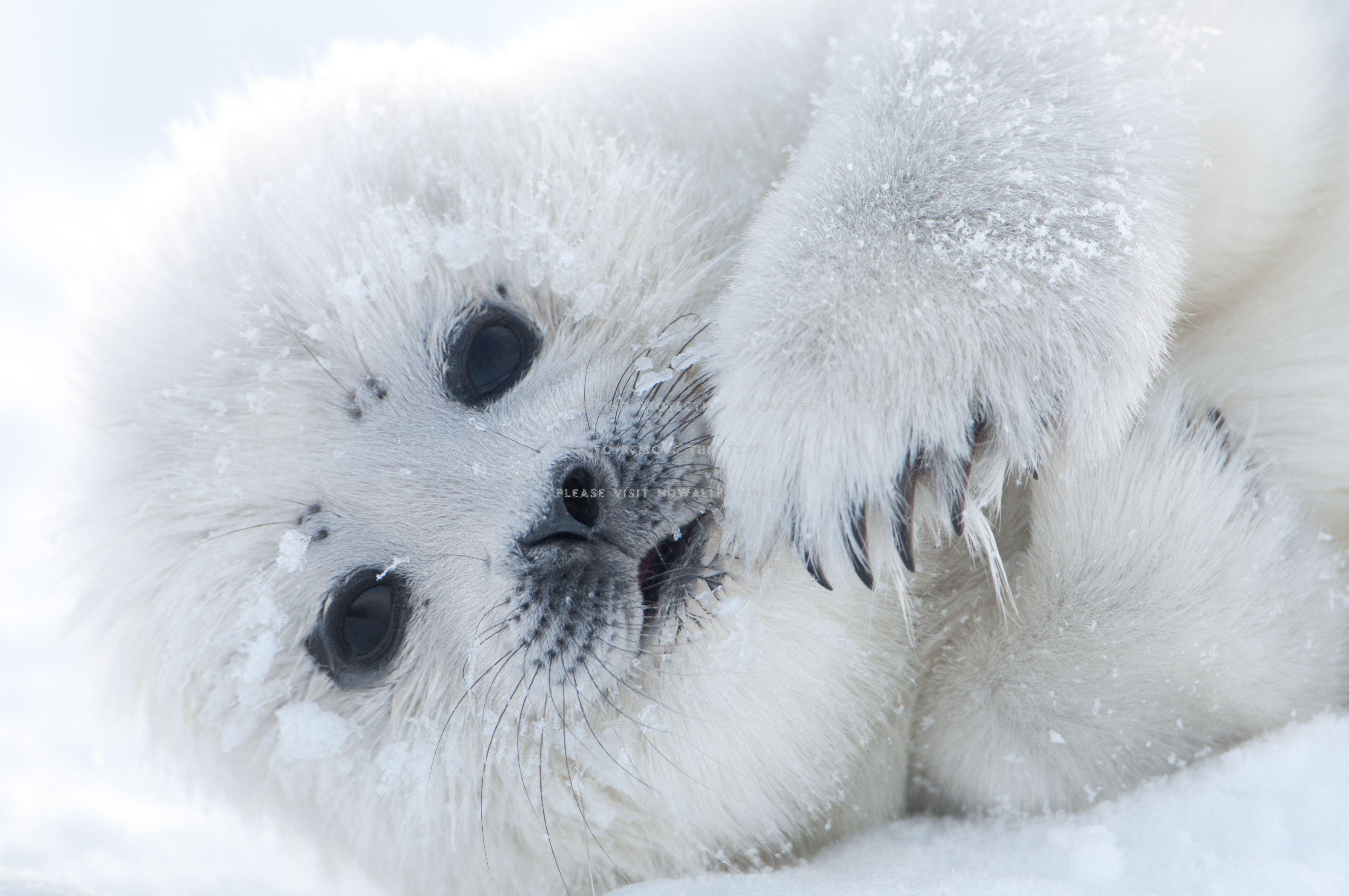 Cute Seal Wallpapers Top Free Cute Seal Backgrounds WallpaperAccess