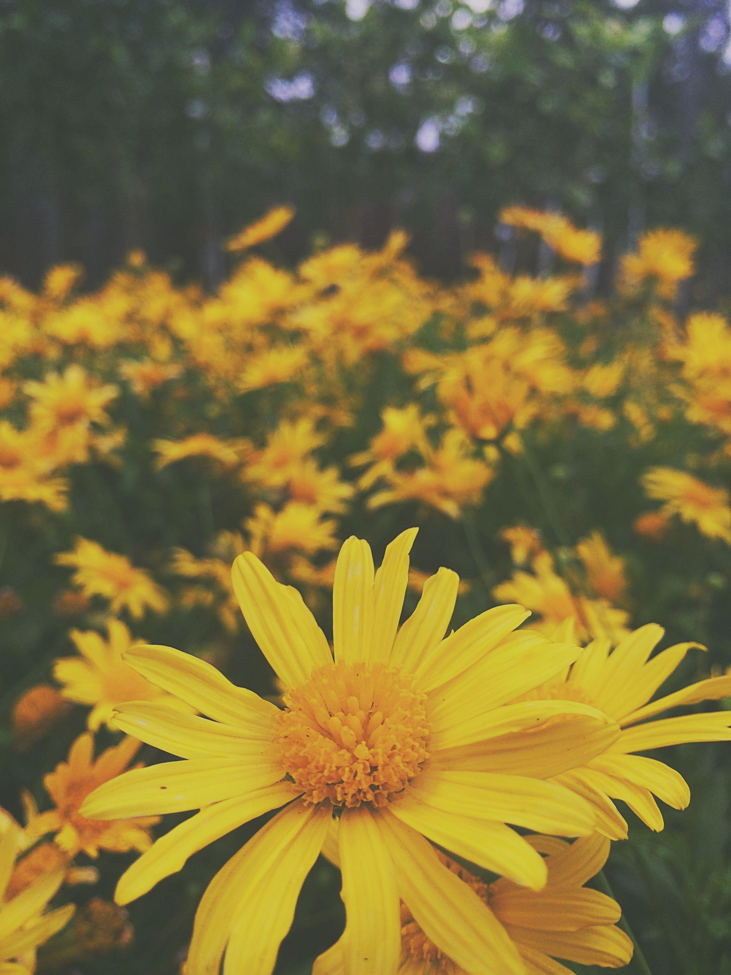 2448x3264 Yellow Flower Wallpaper