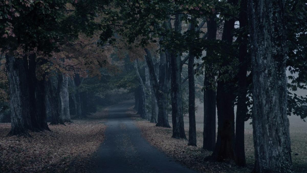 1200x675 Haunted Forest Wallpaper Free Haunted Forest Background
