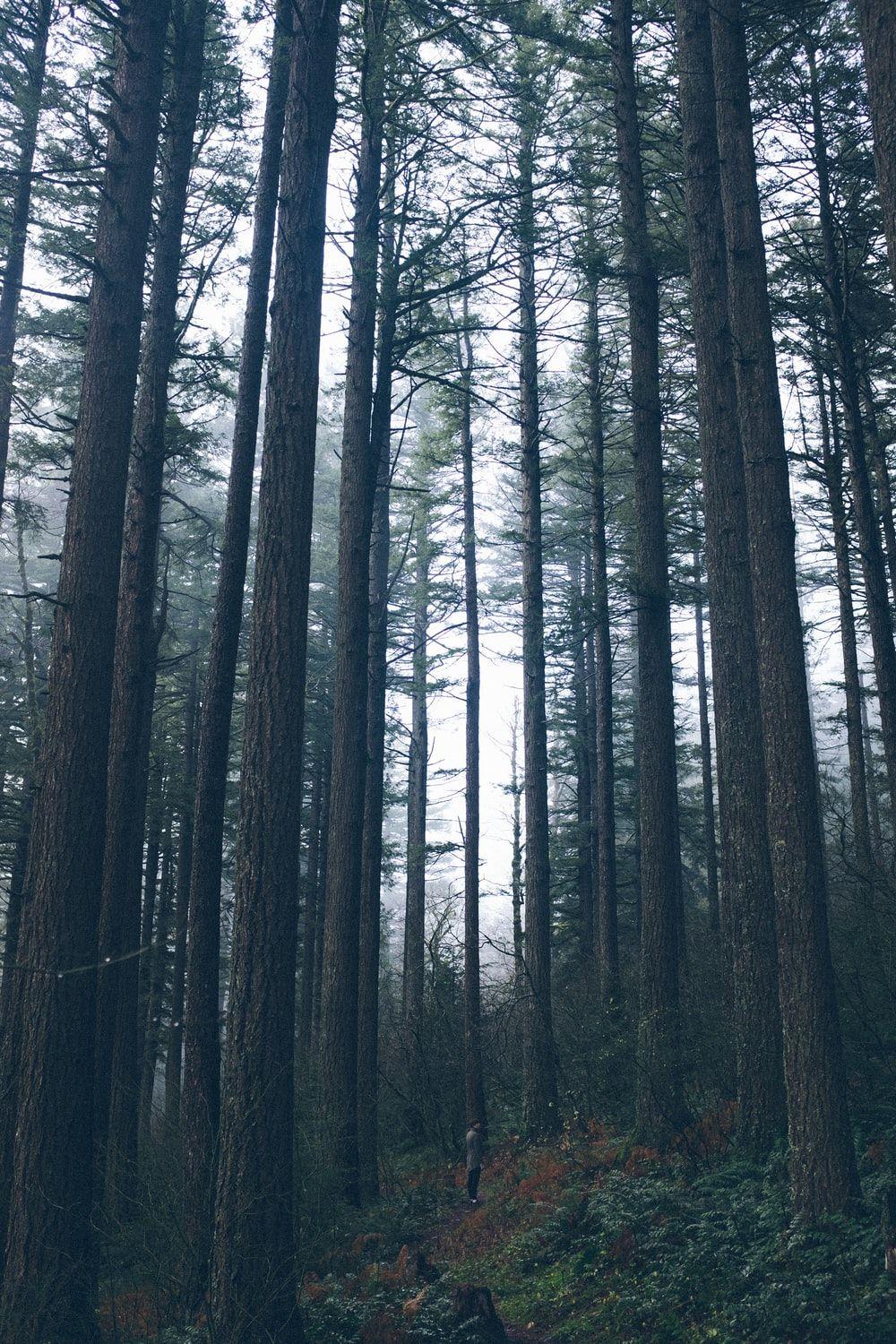 1000x1500 Spooky Forest Picture. Download Free Image