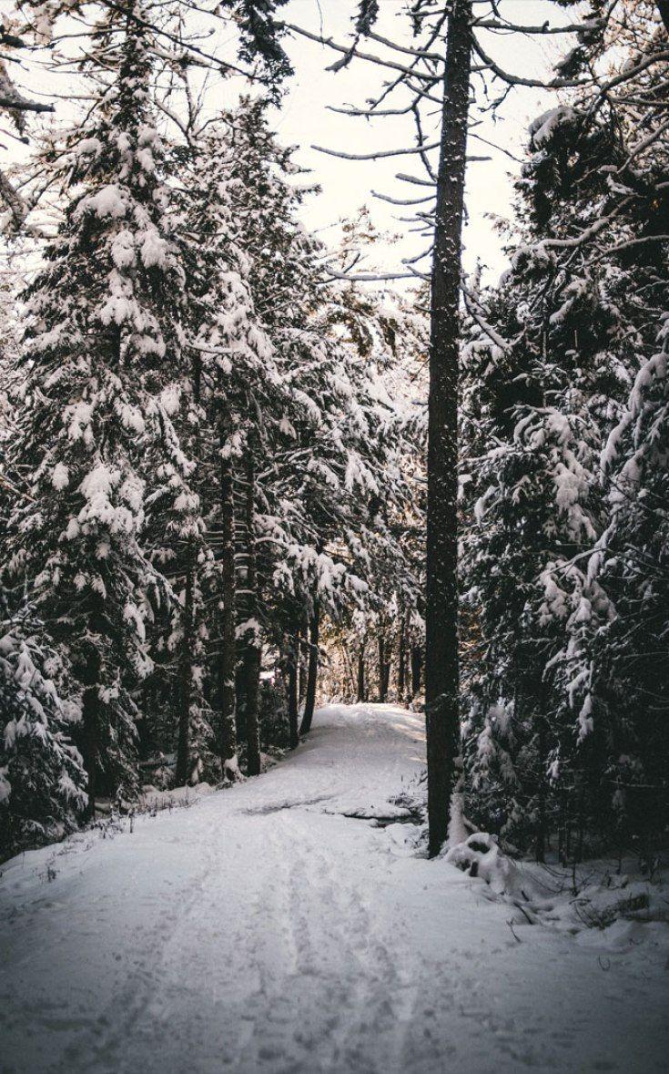 735x1179 Winter wonderland Wallpaper
