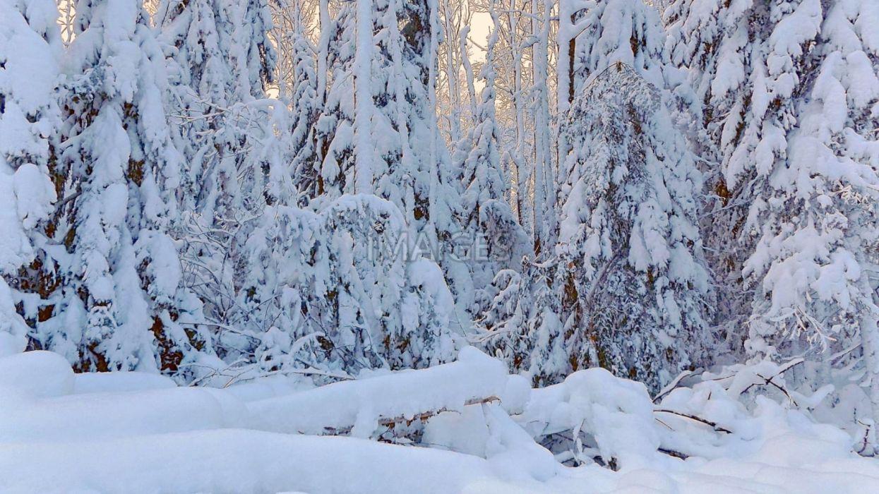 1245x700 Winter Wonderland Snow Christmas Wallpaperx1080