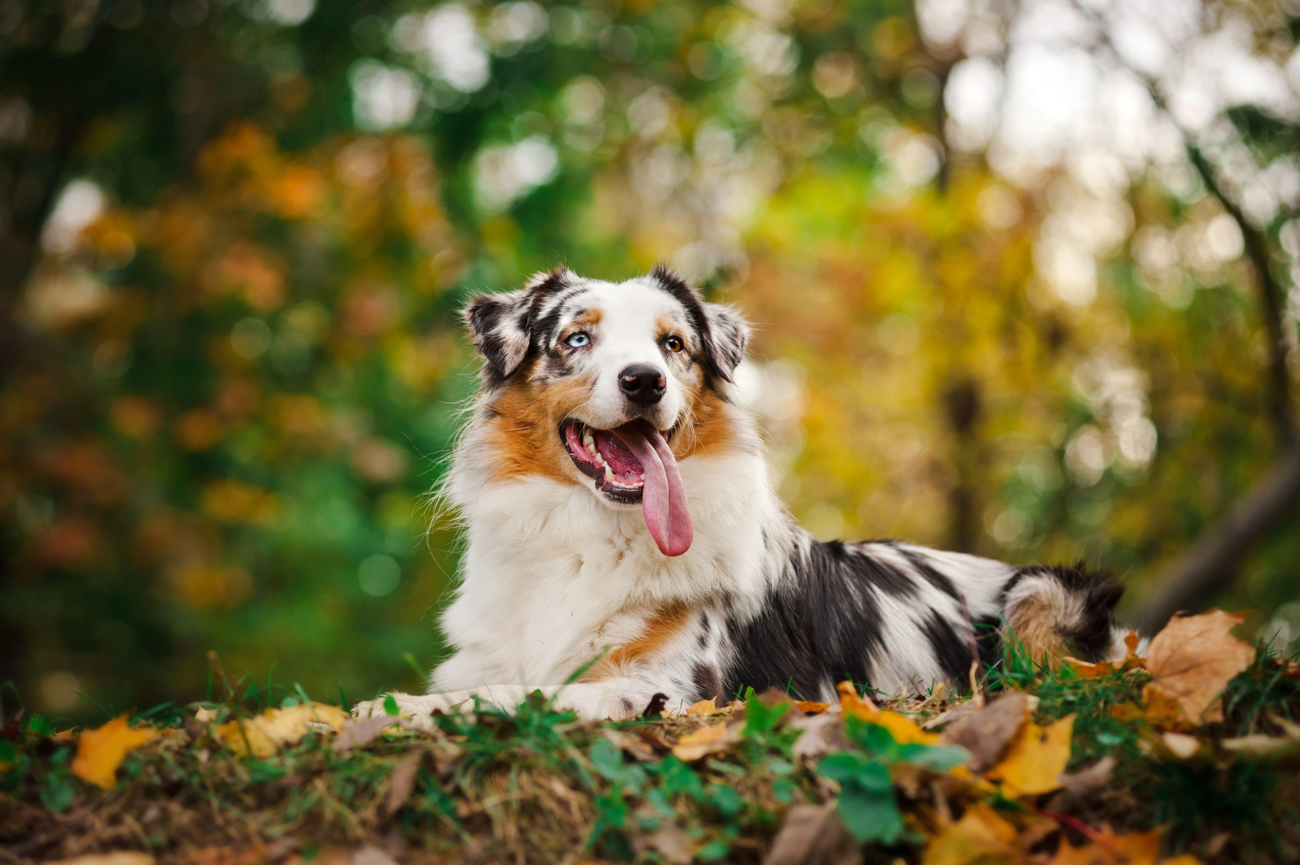 4256x2832 Australian Sheepdog Wallpaper