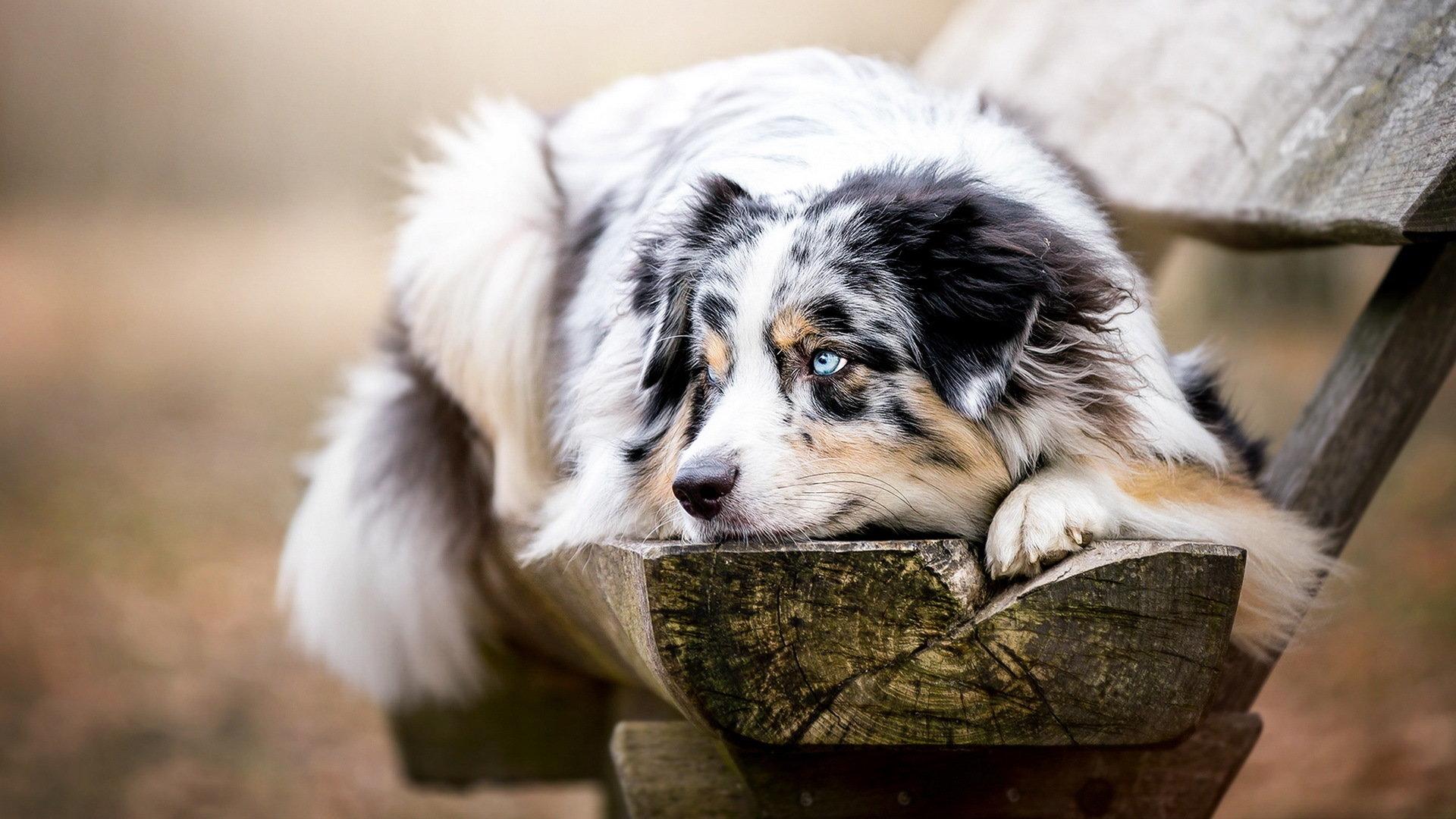 1920x1080 Australian Shepherd wallpaper 1920x1080 Full HD (1080p) desktop background