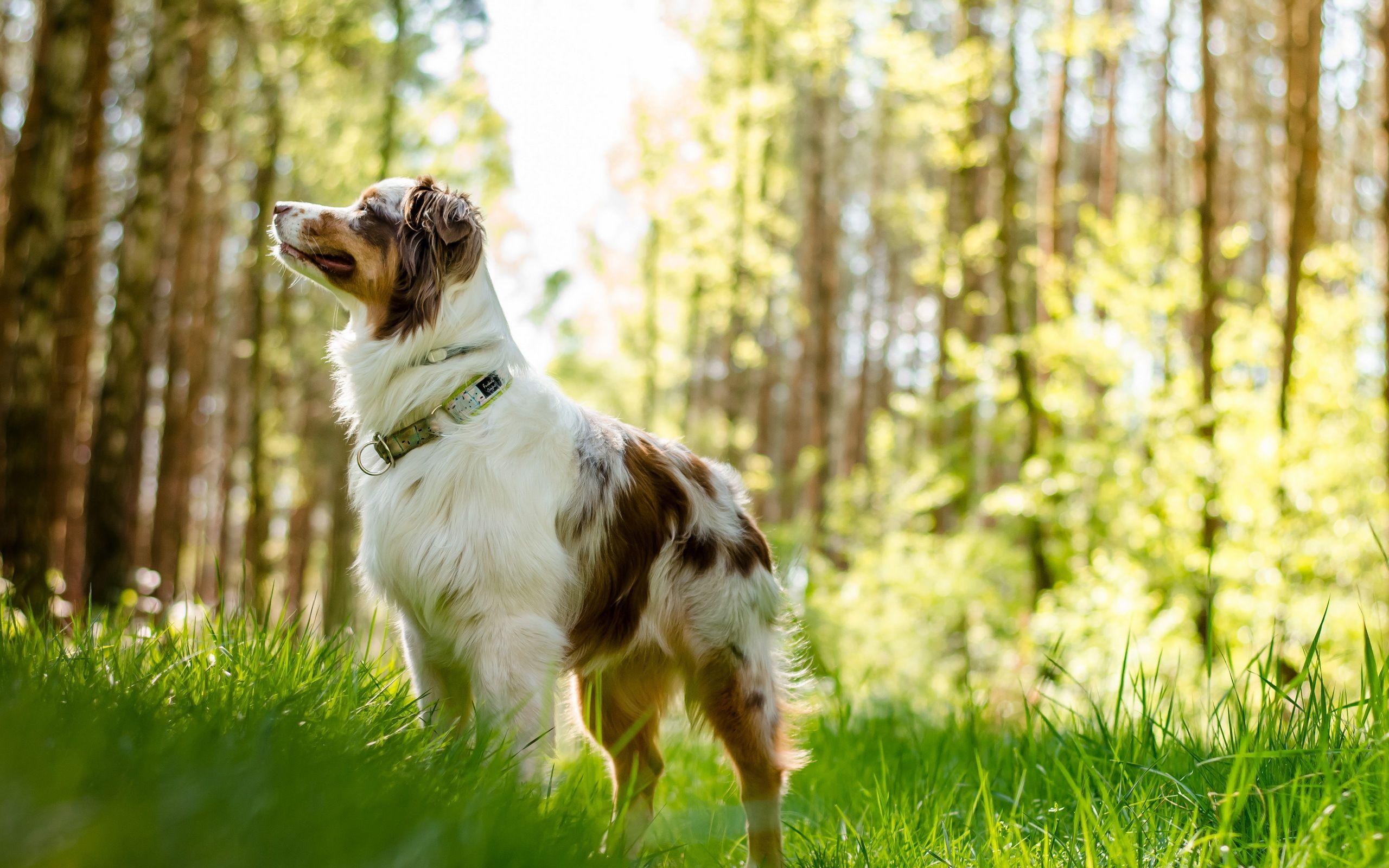 2560x1600 Free download Australian Shepherd Dog HD Wallpaper Desktop Background [2560x1600] for your Desktop, Mobile & Tablet. Explore Australian Shepherd Wallpaper. Aussie Wallpaper
