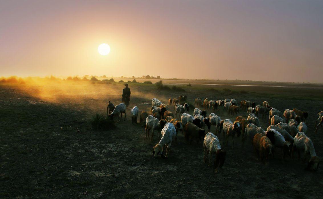1133x700 Sunset Nature Sheep Shepherd Earth Countryside Landscape people wallpaperx2373
