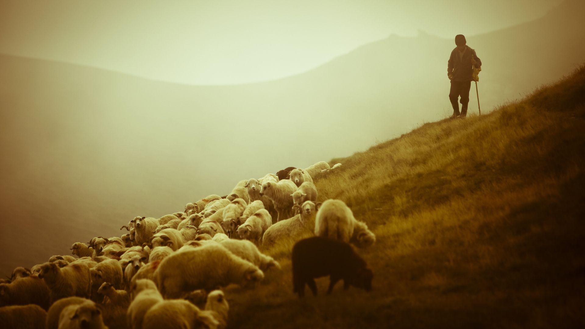 1920x1080 shepherd HD wallpaper, background
