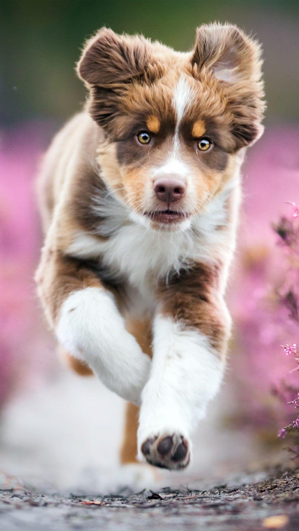 950x1689 Australian Shepherd Puppy 4k Ultra HD Mobile Wallpaper Shepherd Wallpaper Puppy