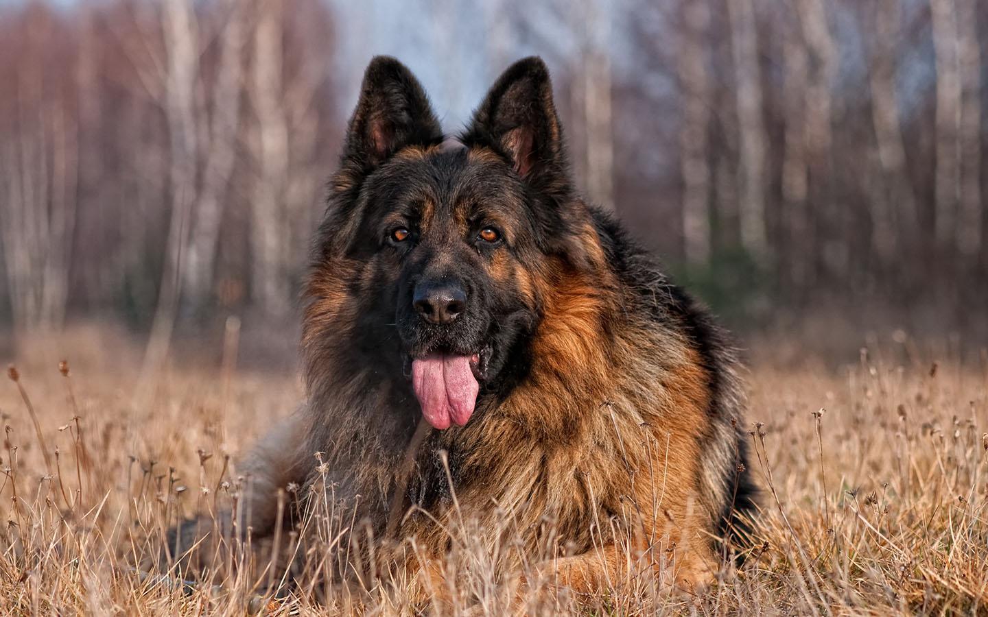1440x900 German Shepherd Wallpaper for Android