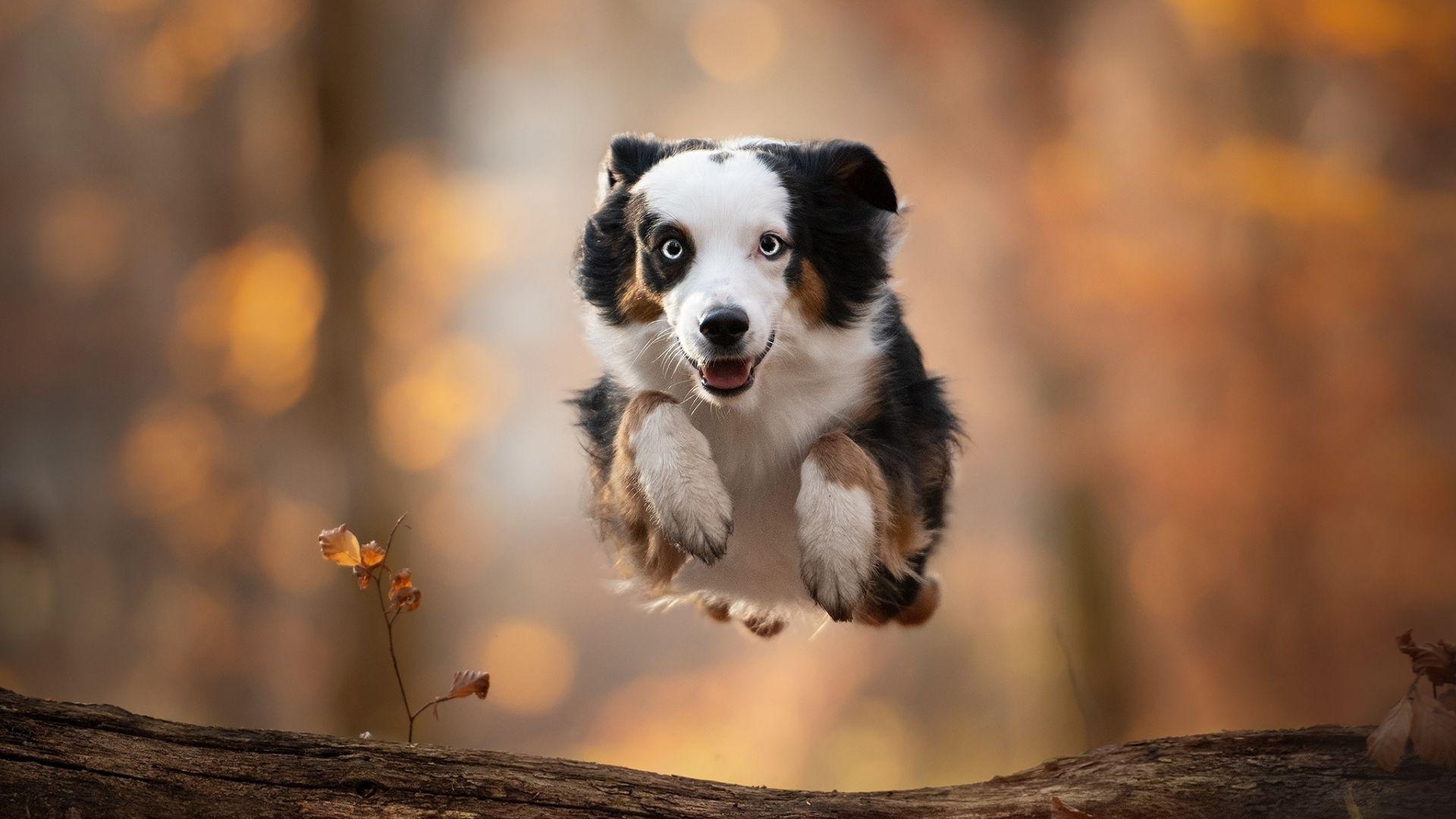 1920x1080 Desktop wallpaper dog, outdoor, portrait, australian shepherd, HD image, picture, background, 8bdc8d