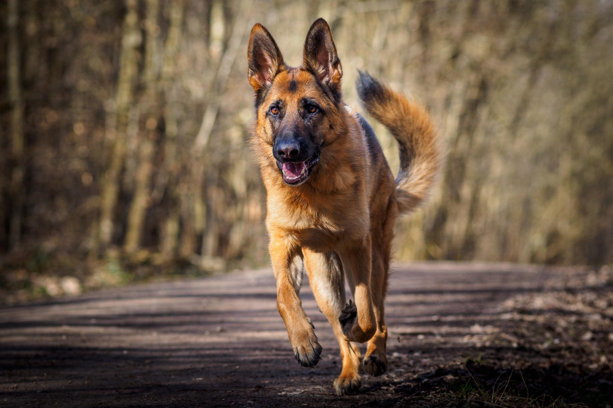 2048x1365 2048x German Shepherd Wallpaper Shepherd HD Wallpaper Free Download