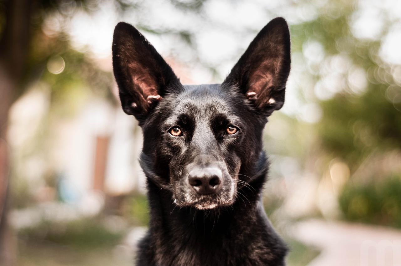 1280x850 Dutch Shepherd Dog Wallpaper HD Download