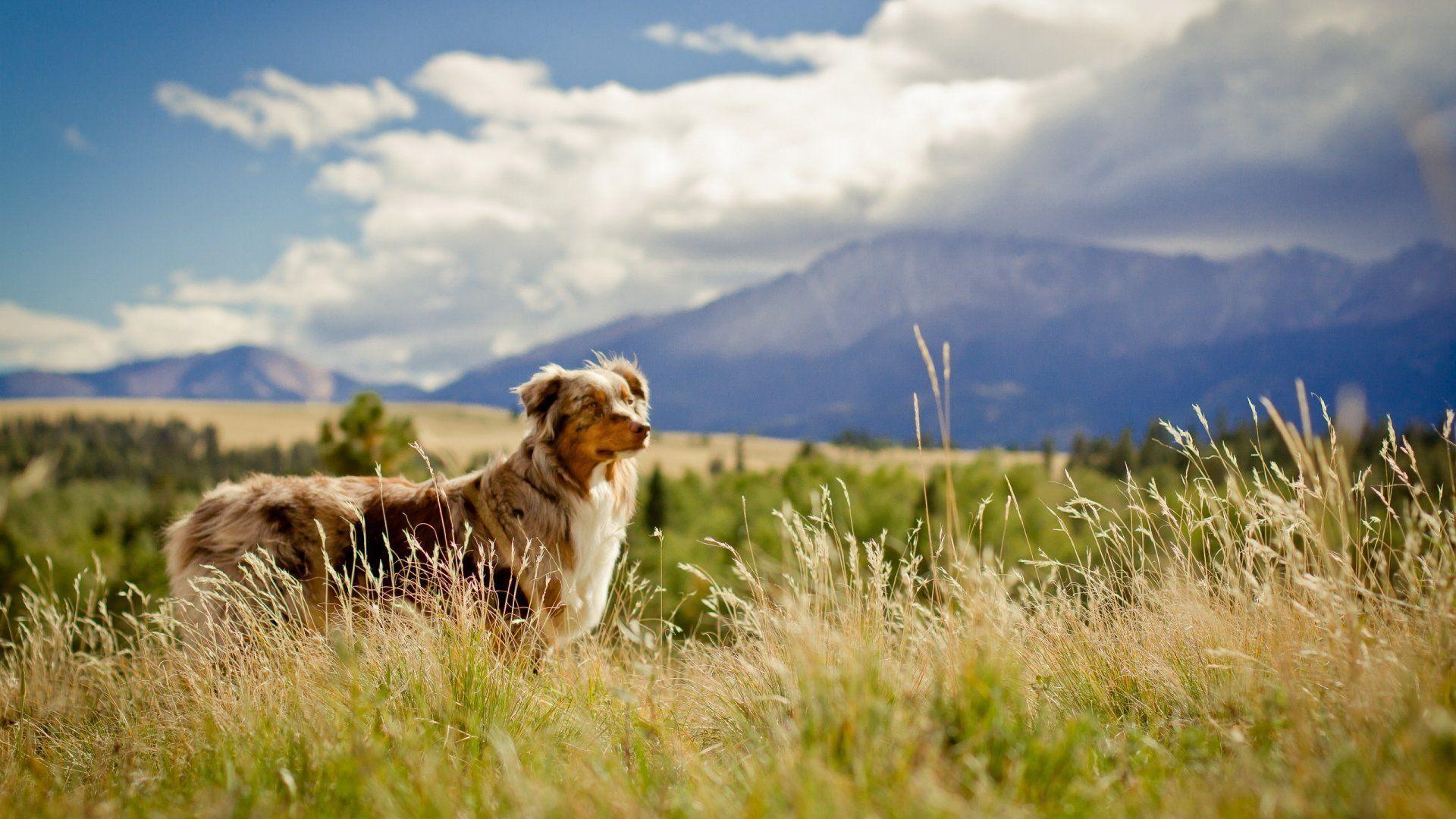 1920x1080 Australian Shepherd Wallpaper, Image, Photo, Picture & Pics. Australian shepherd, Australian shepherd dogs, Dog photo