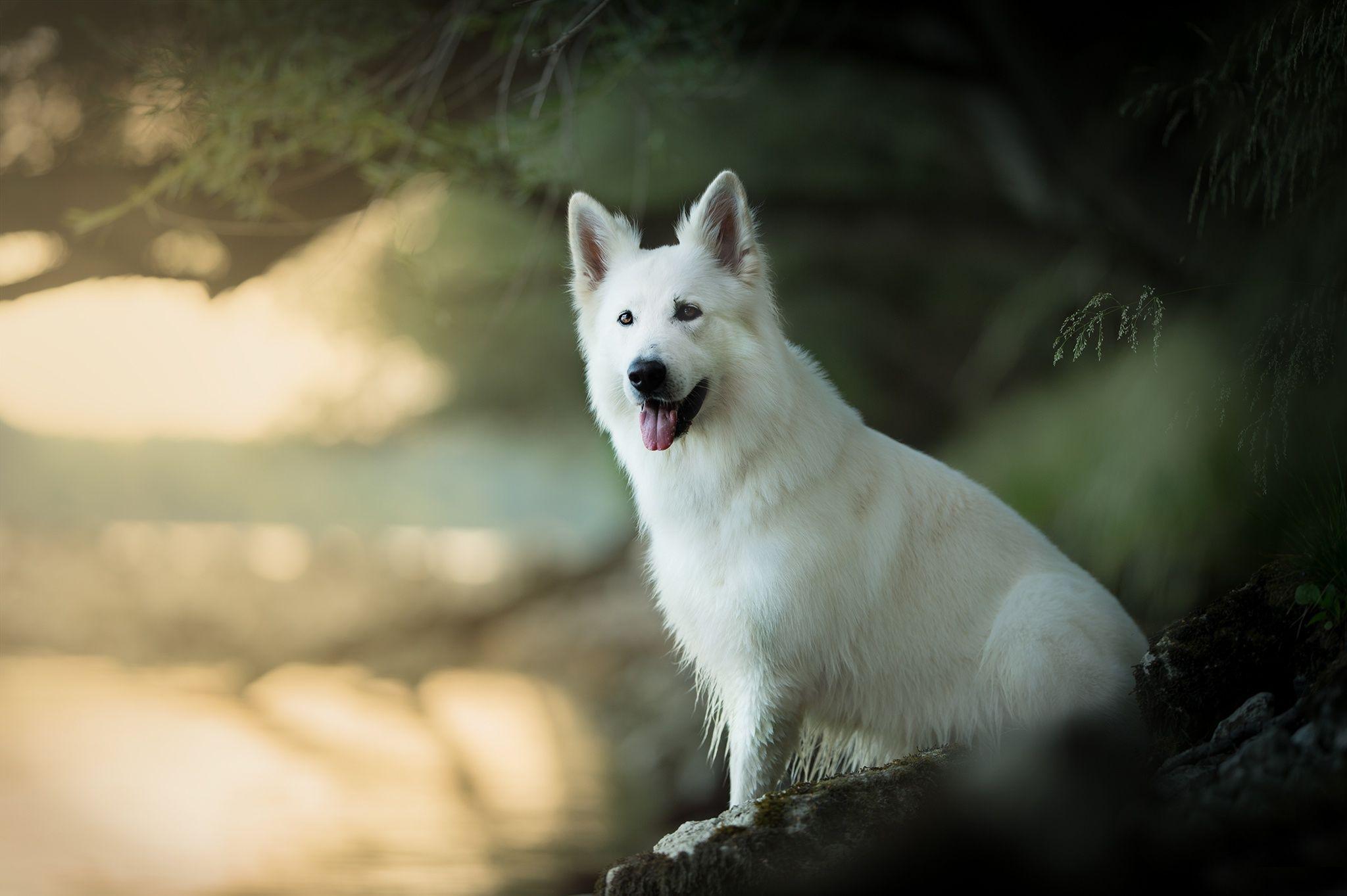 2048x1363 White Shepherd Wallpaper 2048×1363
