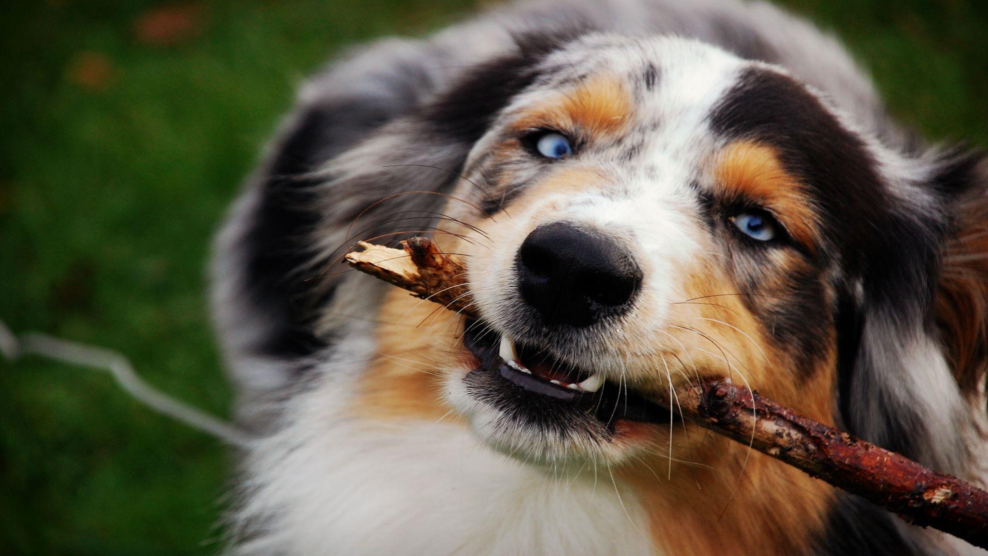 1920x1080 Australian Shepherd HD