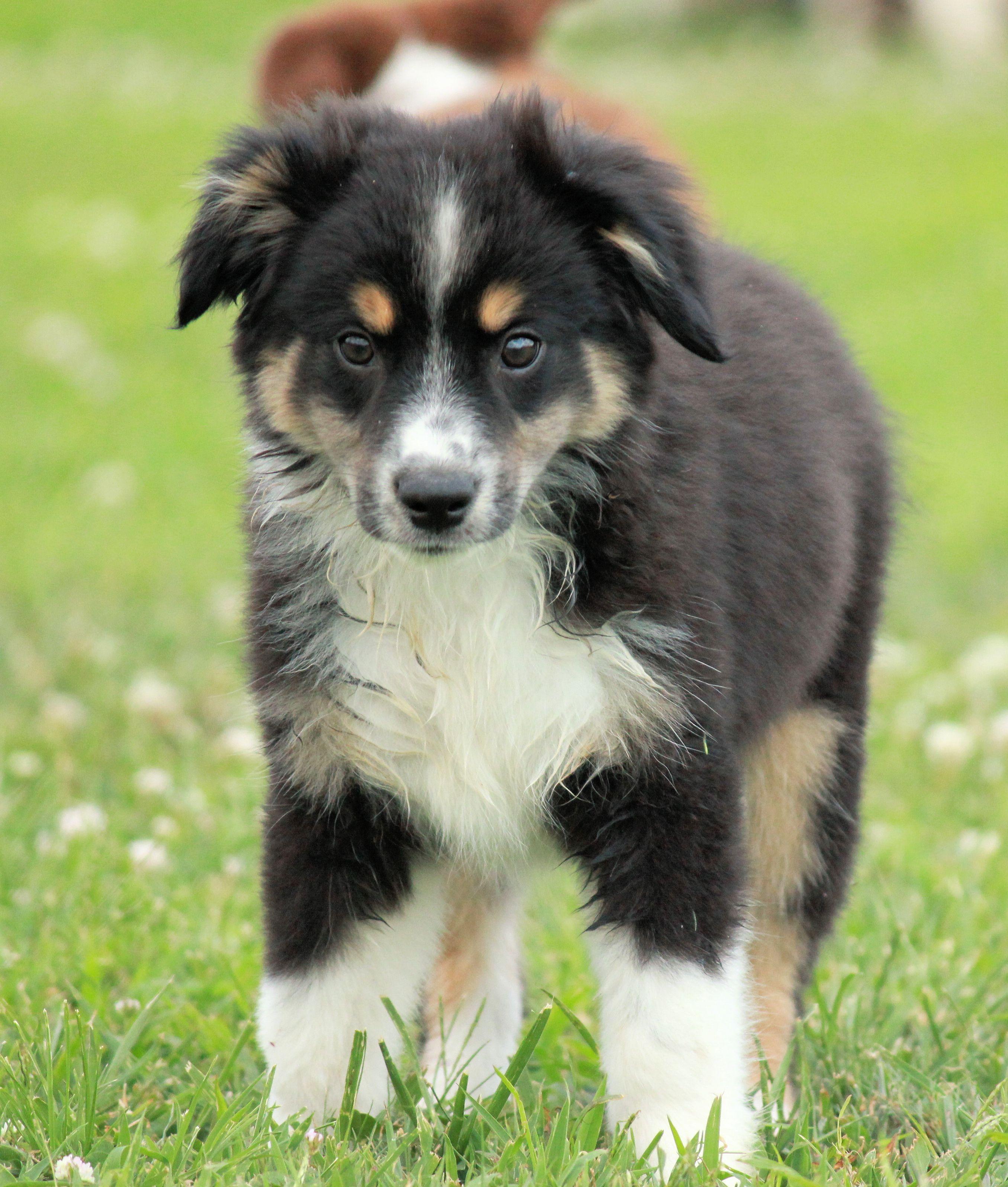 2711x3193 Australian Shepherd Wallpaper
