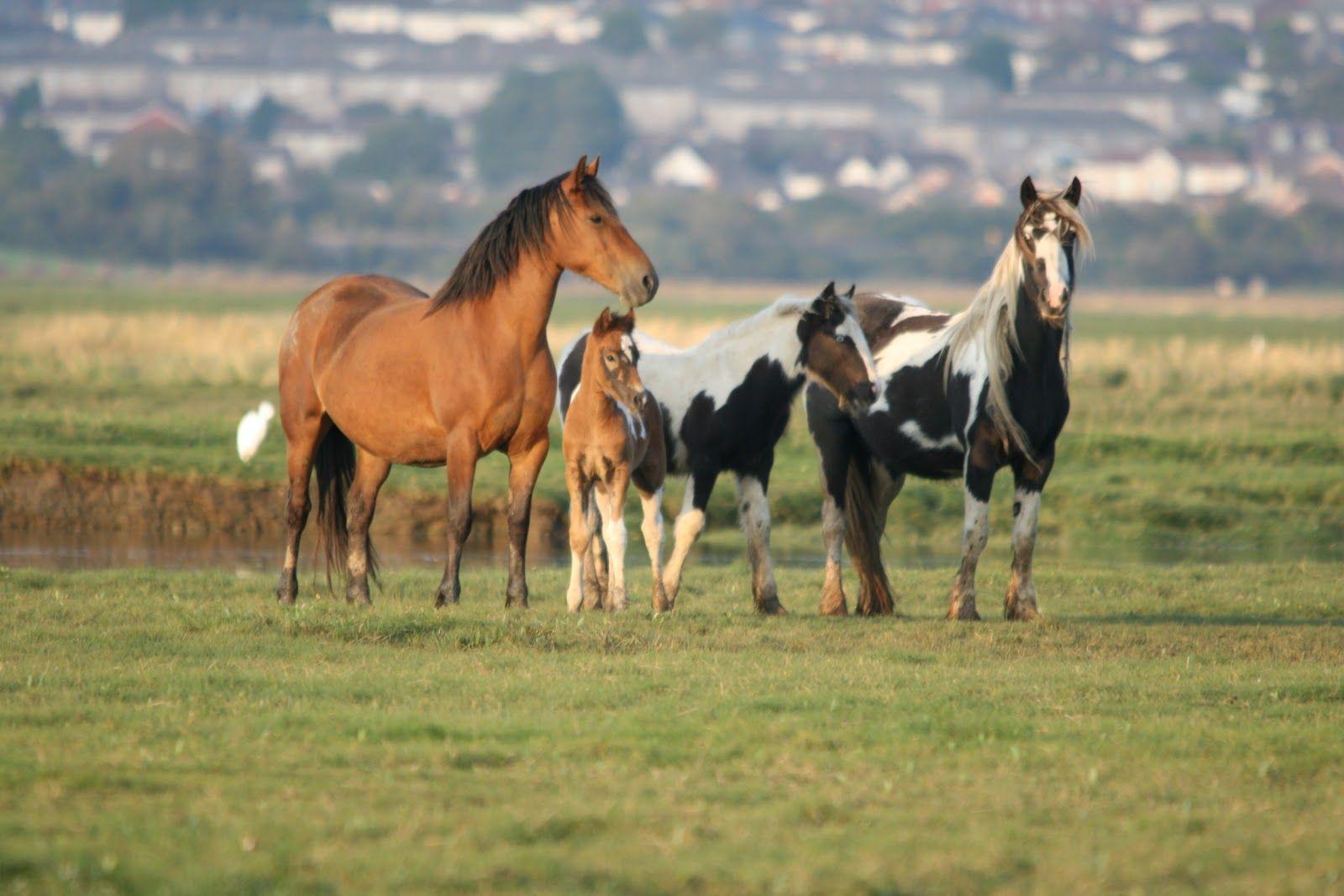 1600x1067 Free download HD Animals Wallpaper Beautiful Wild Horses Wallpaper [1600x1067] for your Desktop, Mobile & Tablet. Explore Wallpaper Horses Running. Free Running Wallpaper, Horses on Beach Wallpaper, Beautiful Horse Wallpaper Desktop