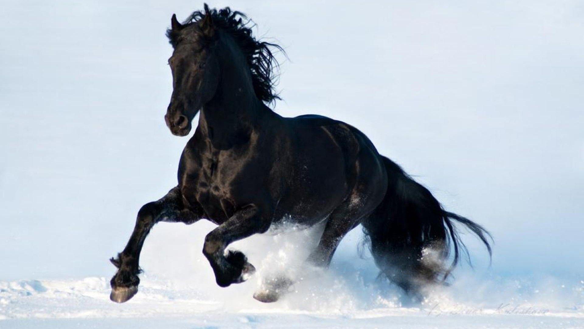 1920x1080 Black Snow White Beautiful Horse Running 3840x2400 :