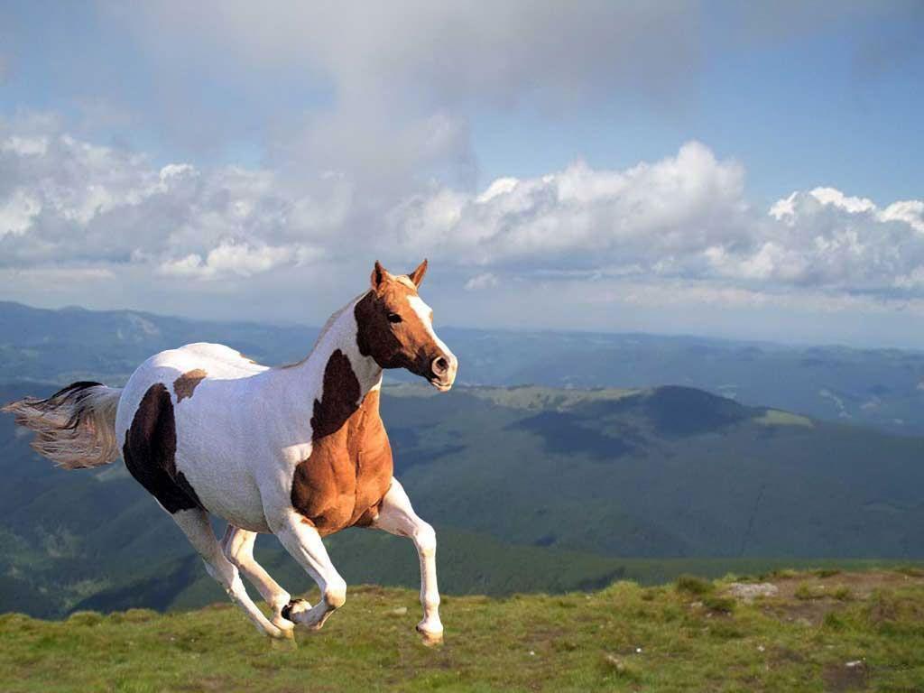 1024x768 Wild Horses Running