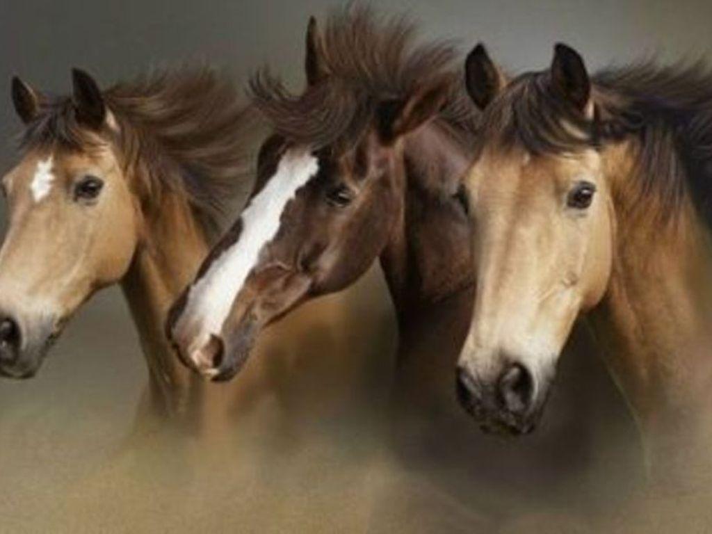 1024x768 Wild Horses Wallpaper