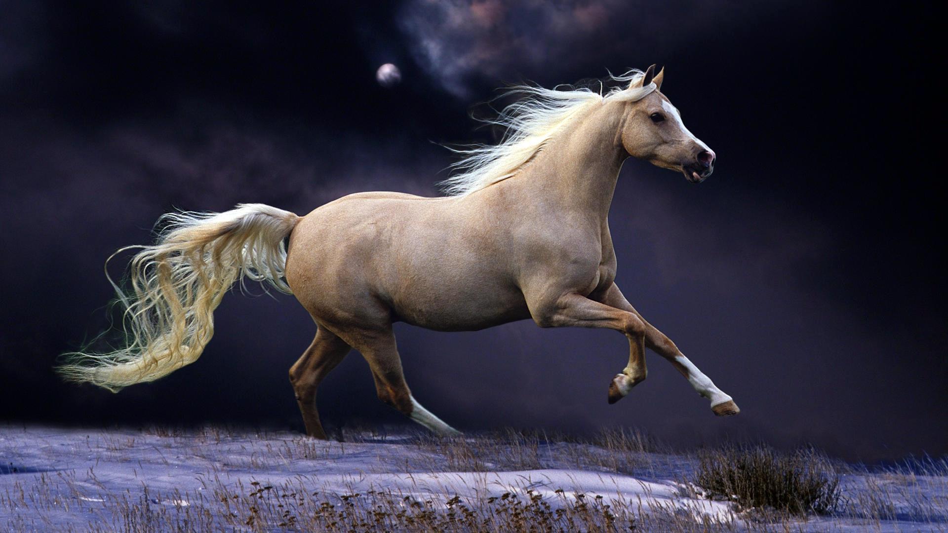 1920x1080 White Horse Running On Beach Wallpaper