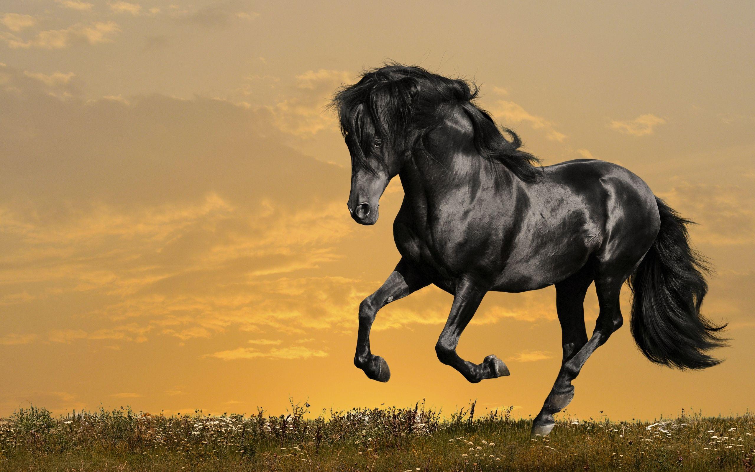 2560x1600 Horse Wallpaper