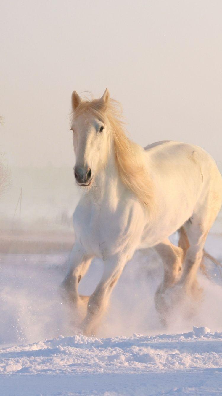 750x1334 White Horse, Run, Animal, Wallpaper White Wild Horses