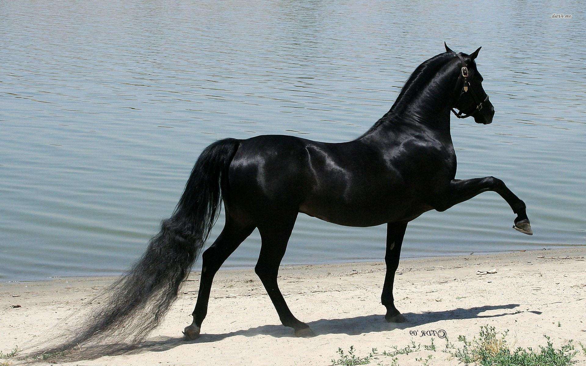 Beautiful Horses Running Wild Wallpapers - Top Free Beautiful Horses Running Wild Backgrounds