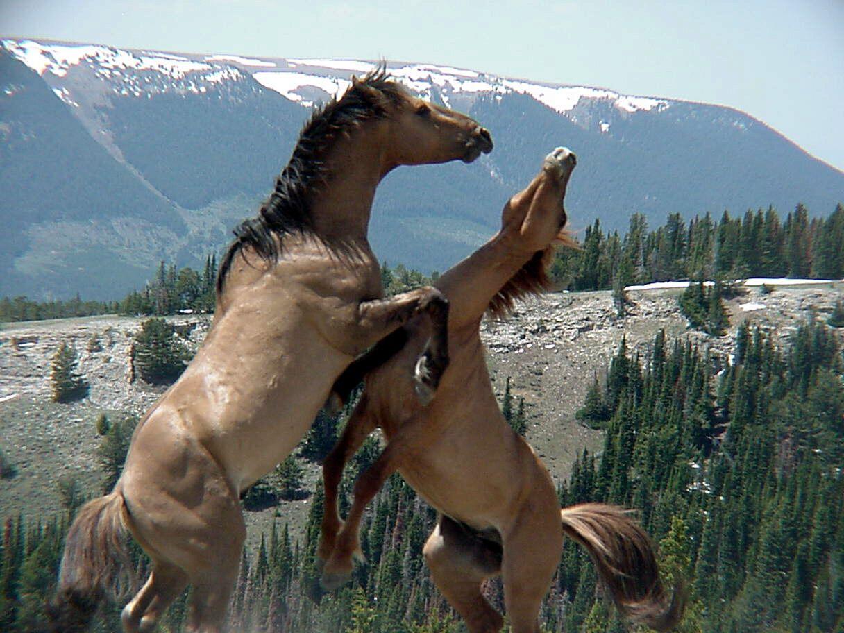 1216x912 HD Animals Wallpaper: Black Wild Horses