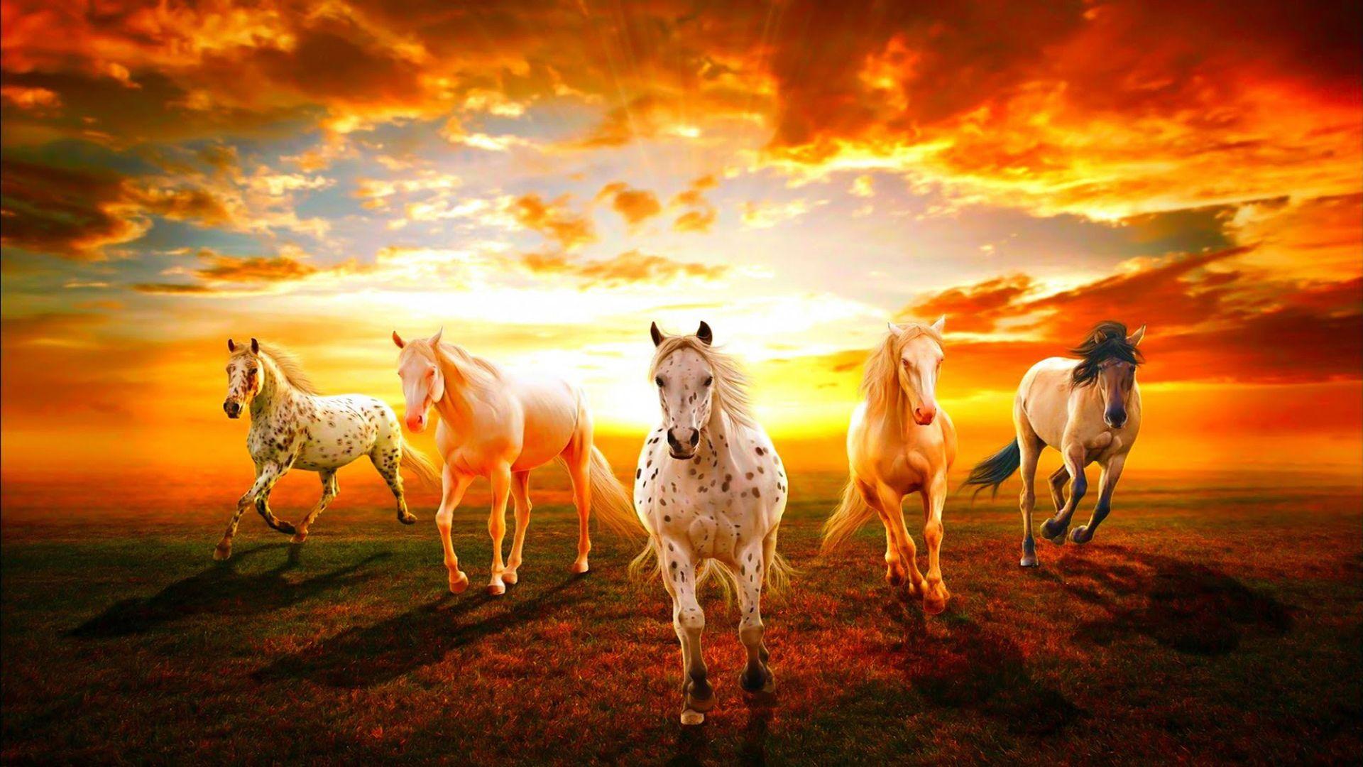 1920x1080 Wild Horse Wallpaper