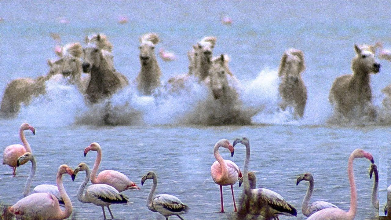 1280x720 Wild Horses Run into Flamingos Feeding