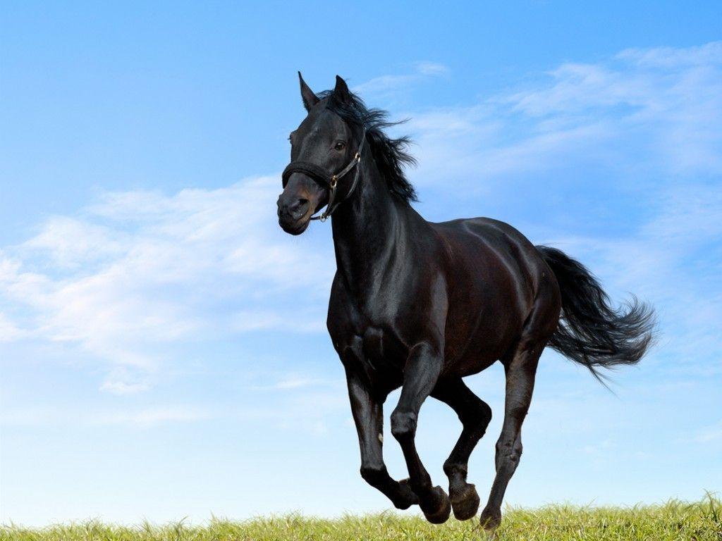 1024x768 Horse Colours. Horses, Horse wallpaper, Horse picture