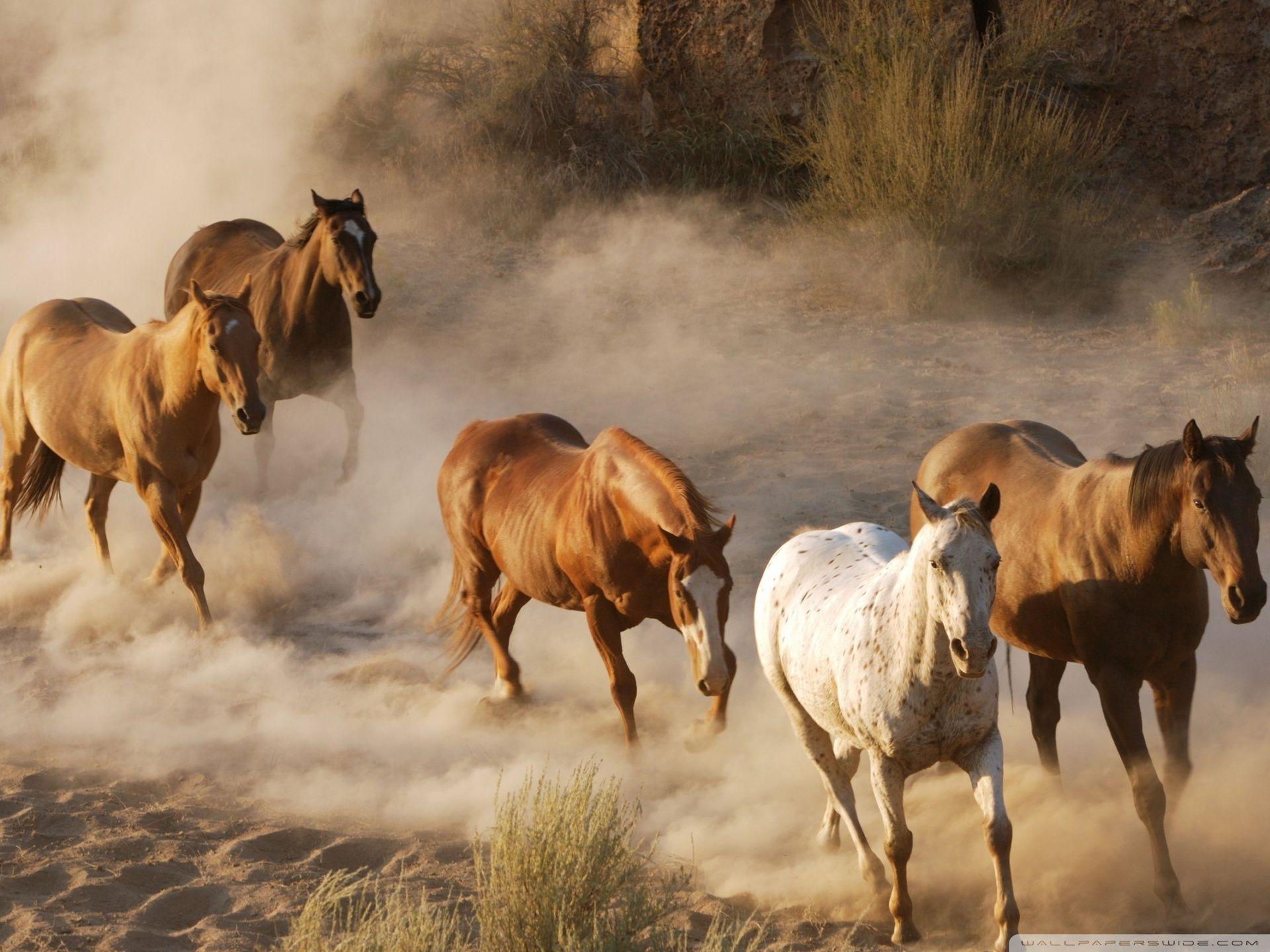 1920x1440 Wild Horse Herd Ultra HD Desktop Background Wallpaper for 4K UHD TV : Tablet