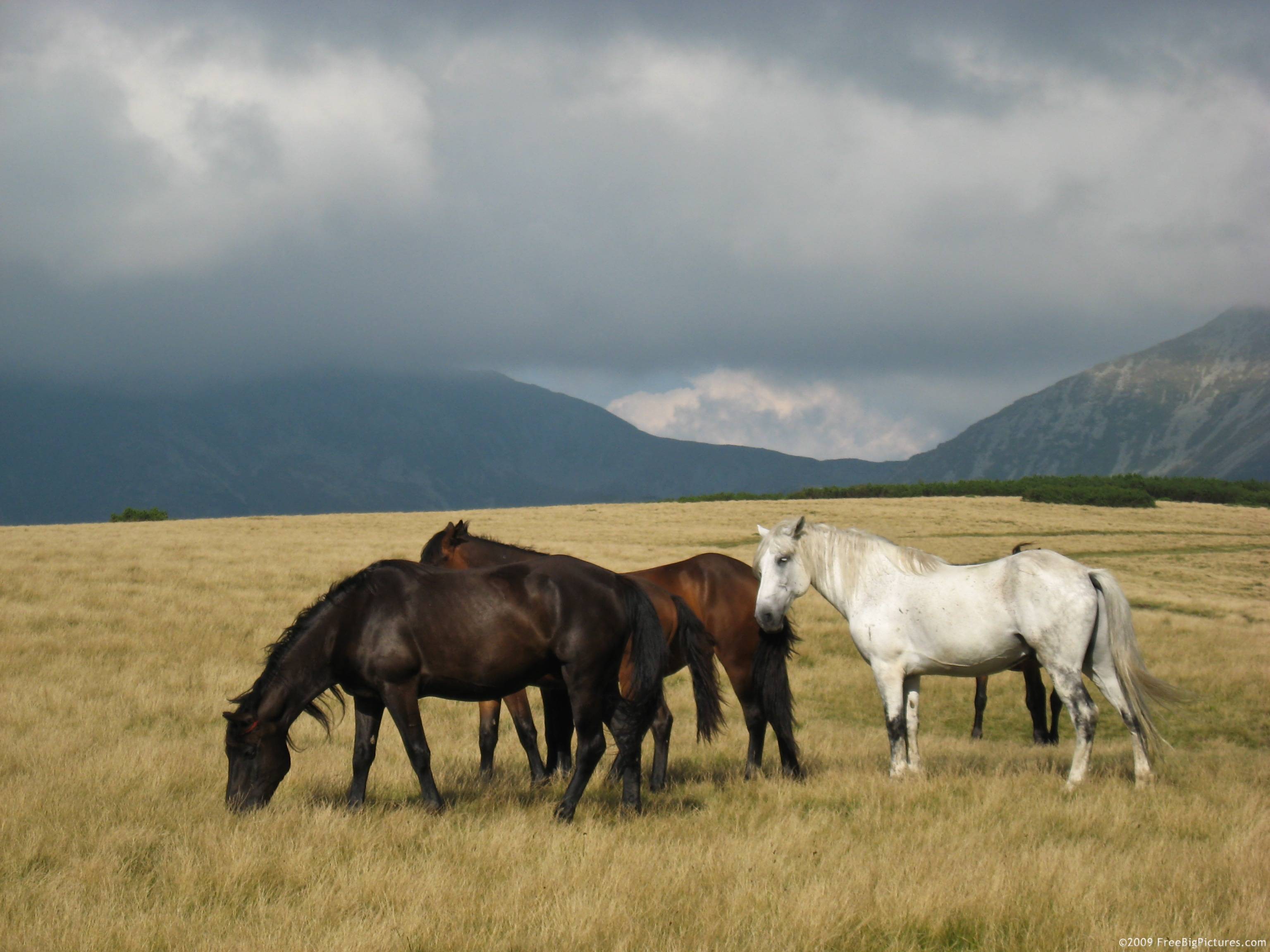 3072x2304 Running Wild Horses Running Free Wild Horse Wild Horse Wild Horse