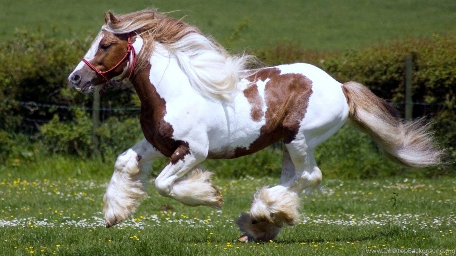 1600x900 Wild White Horses Wallpaper. Desktop Background