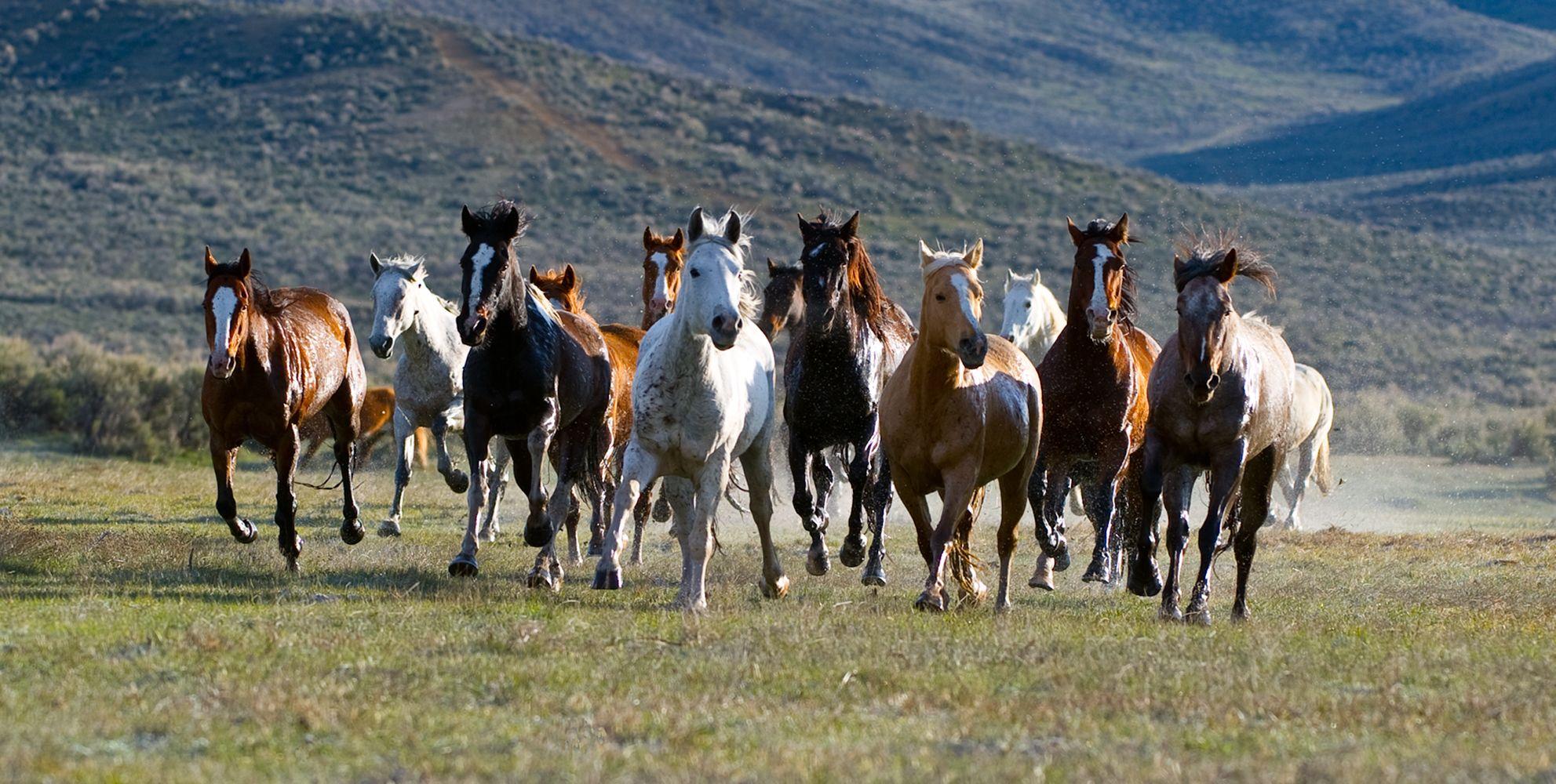1983x1000 Free Mustang Horse, Download Free Clip Art, Free Clip Art on Clipart Library