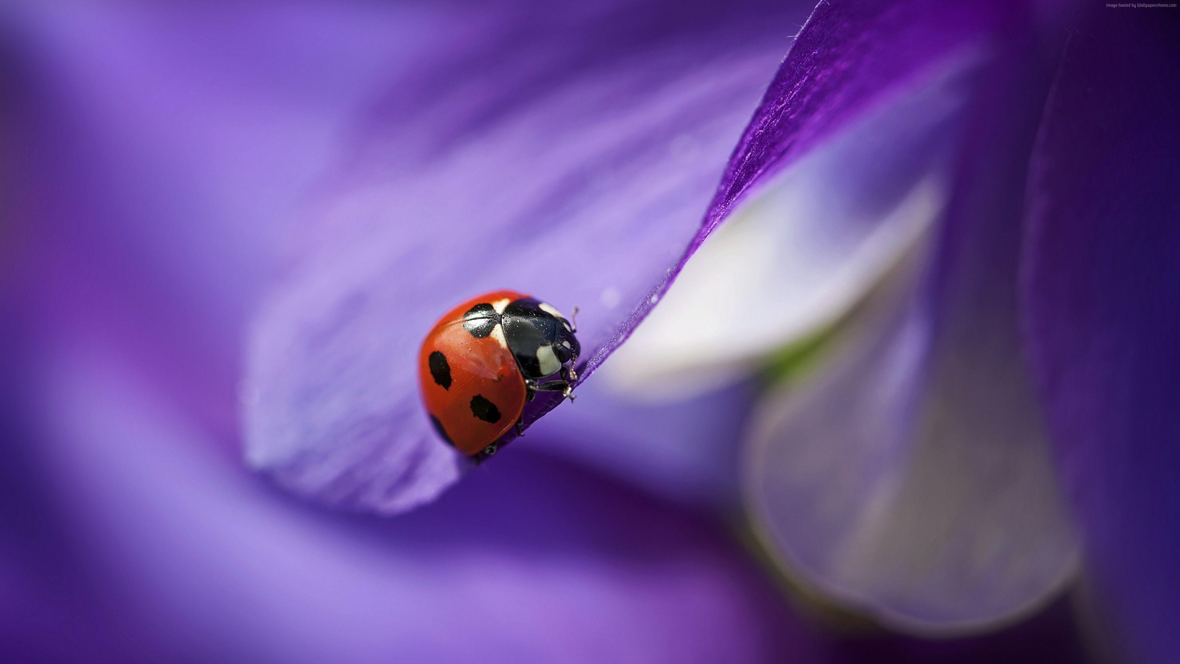 3840x2160 Wallpaper ladybug, macro, blur, purple, Animals Wallpaper Download Resolution 4K Wallpaper