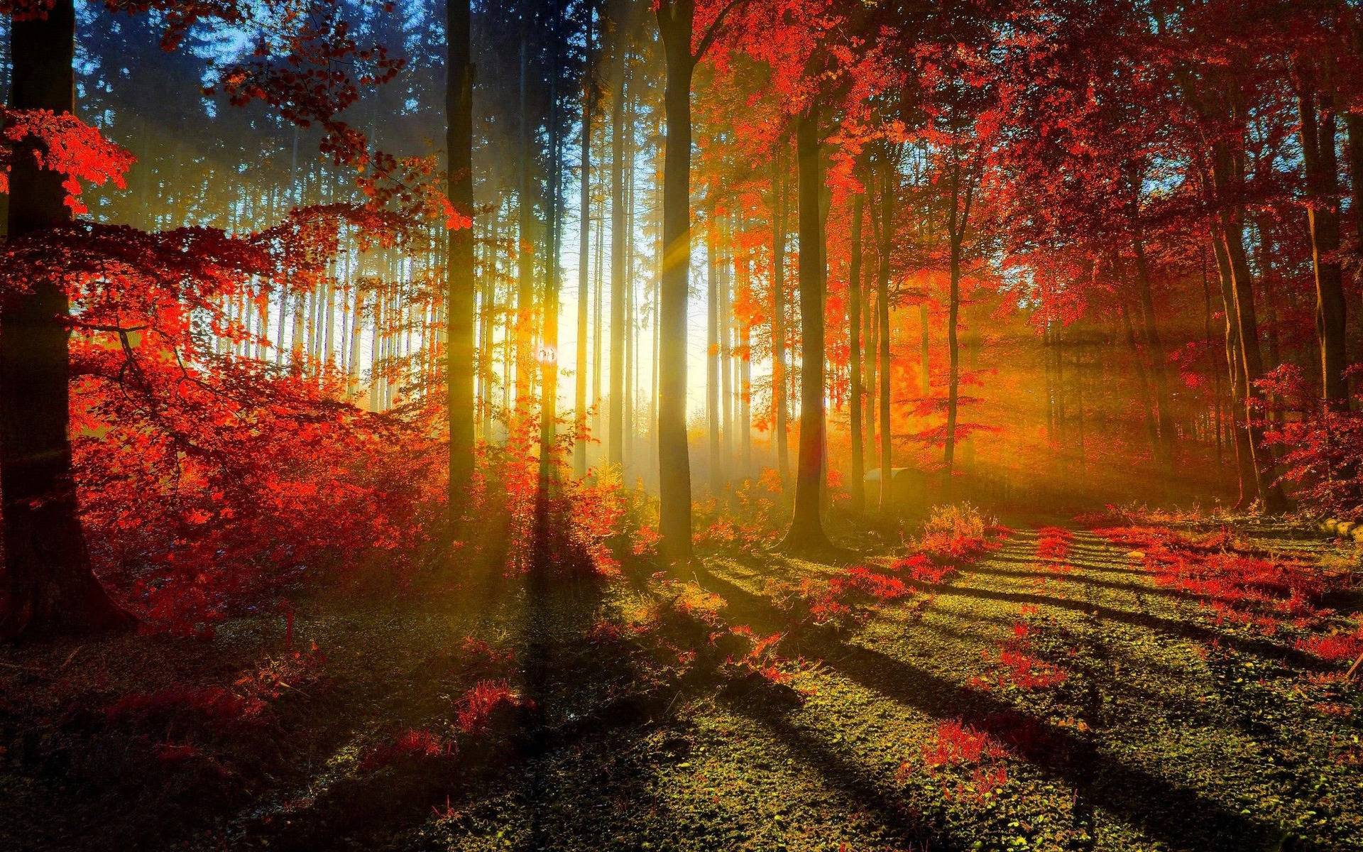 1920x1200 Autumn Wood Wallpaper