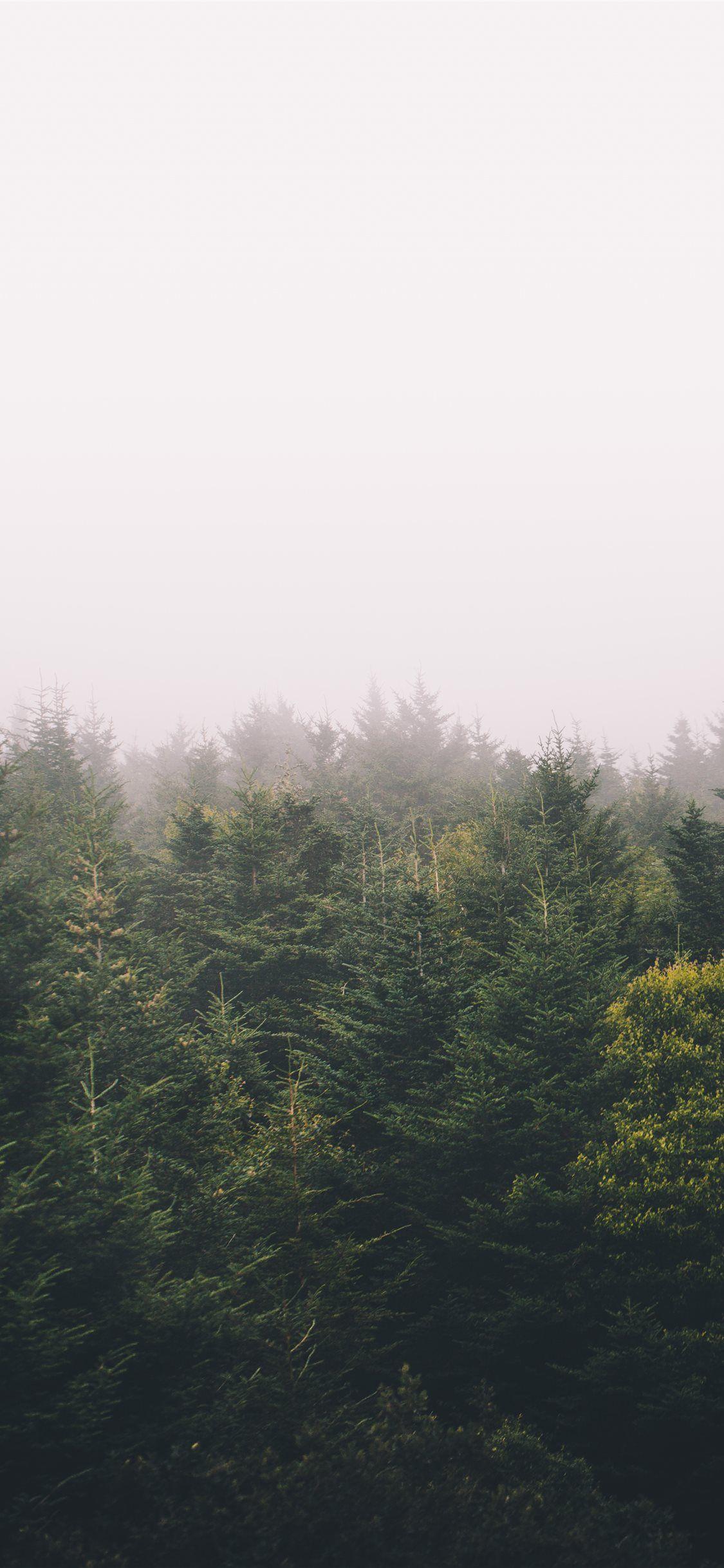 1125x2436 Best North carolina iPhone X Wallpaper HD [2020]