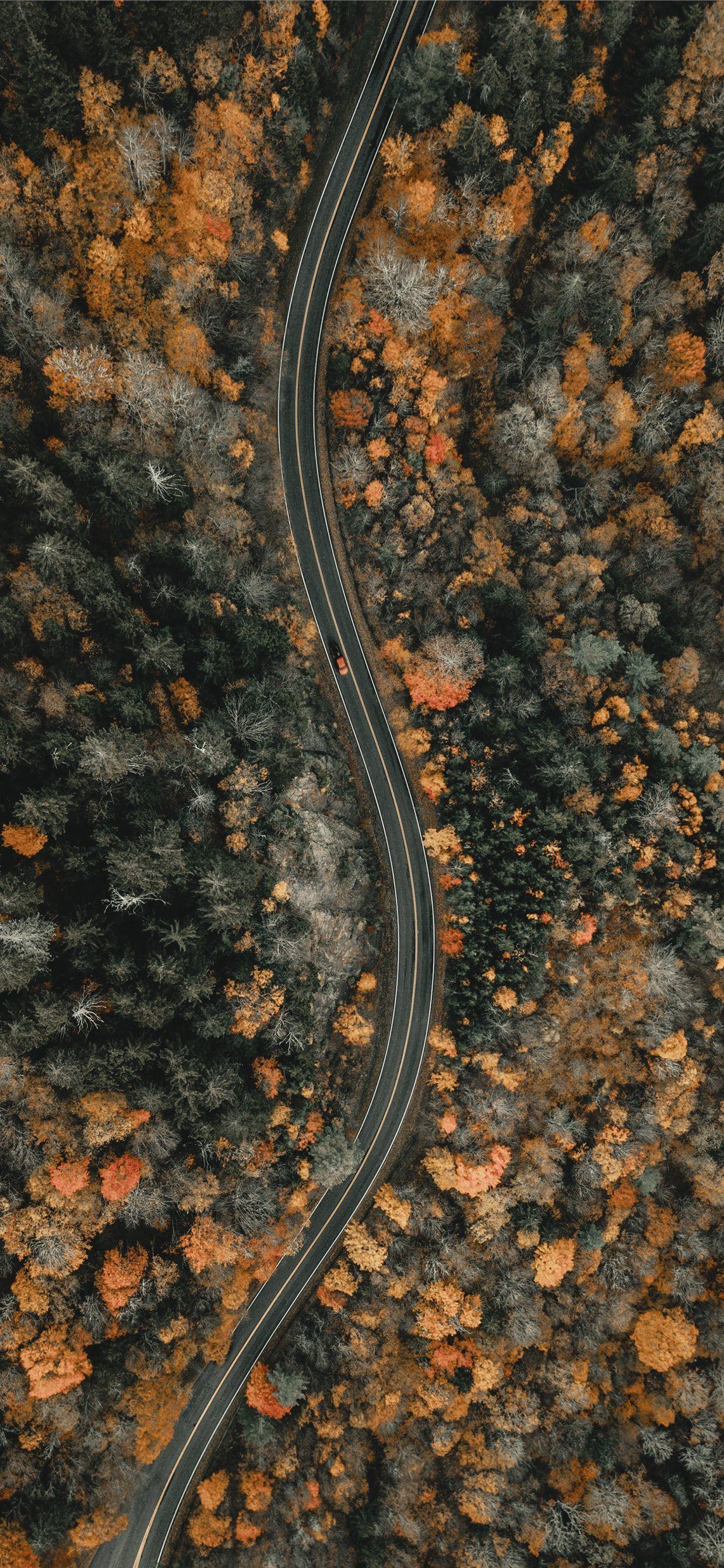 1080x1920 aerial view of trees during daytime iPhone SE Wallpaper Free Download