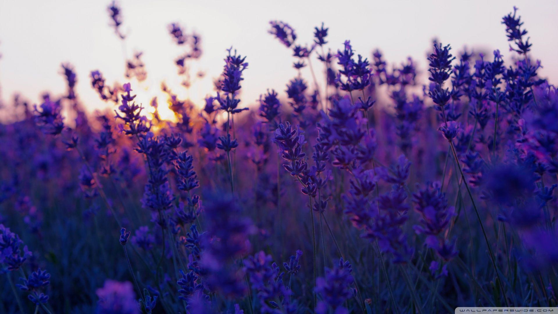 1920x1080 Lavender Field And Sunset Ultra HD Desktop Background Wallpaper for 4K UHD TV : Tablet