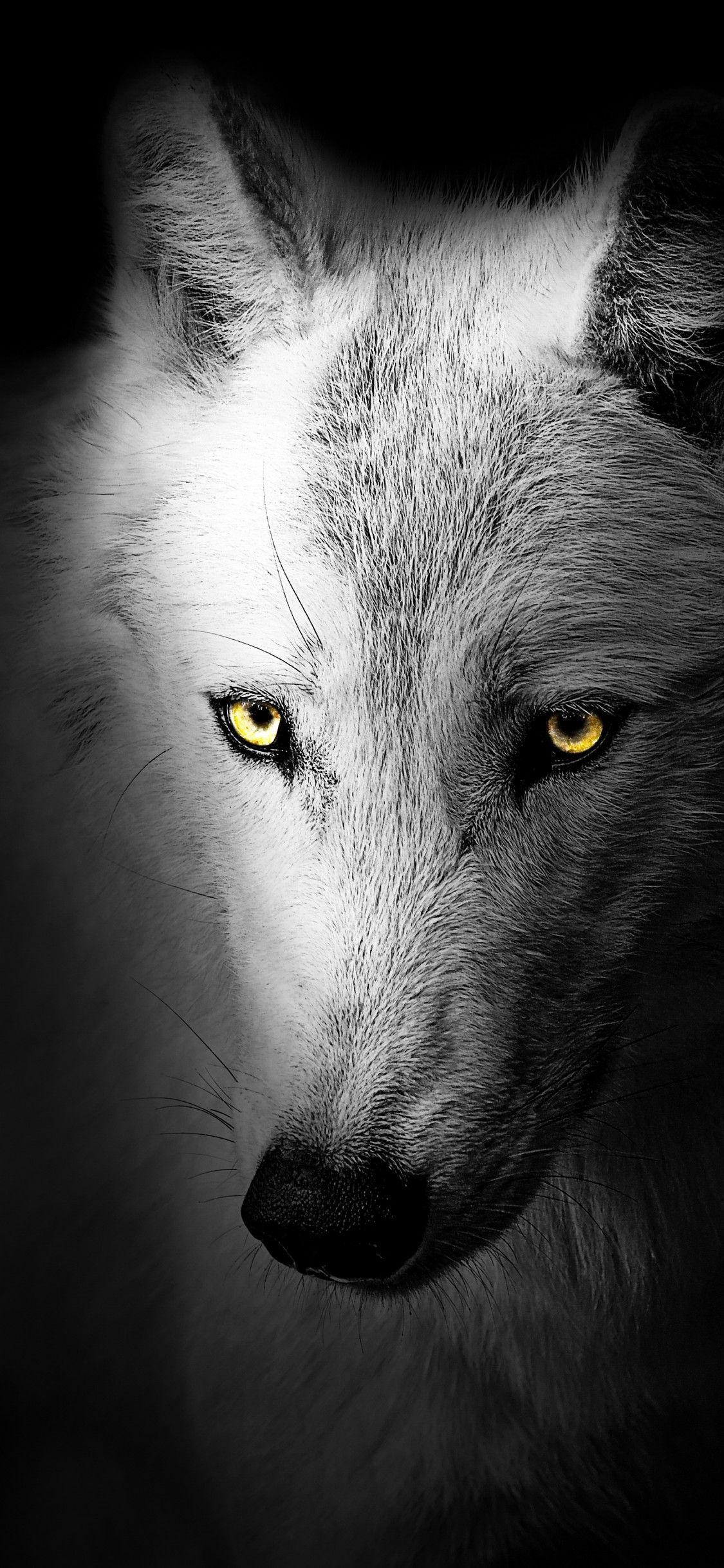 1125x2436 Wolf 4K Wallpaper, Black background, Wild, 5K, Animals