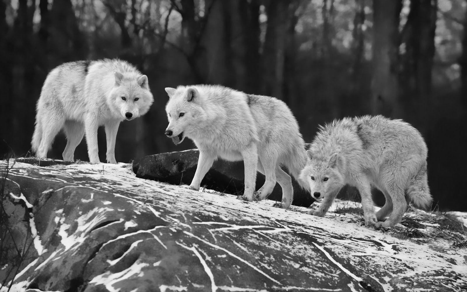 1600x1000 Free download Black and white wallpaper with three wolves on a rocky surface HD [1600x1000] for your Desktop, Mobile & Tablet. Explore Black and White Wolf Wallpaper